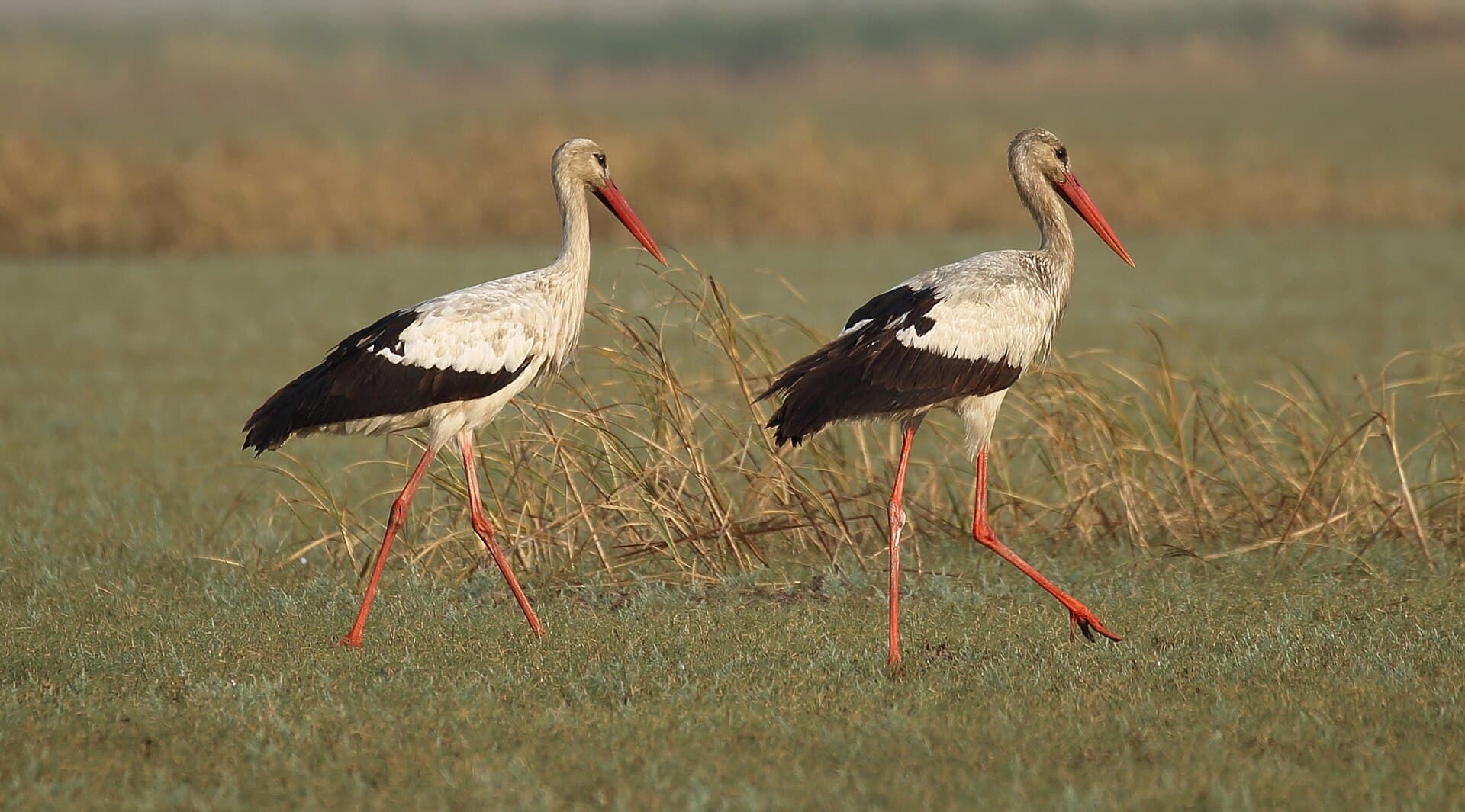 Ooievaar (Ciconia ciconia) - White Stork 1