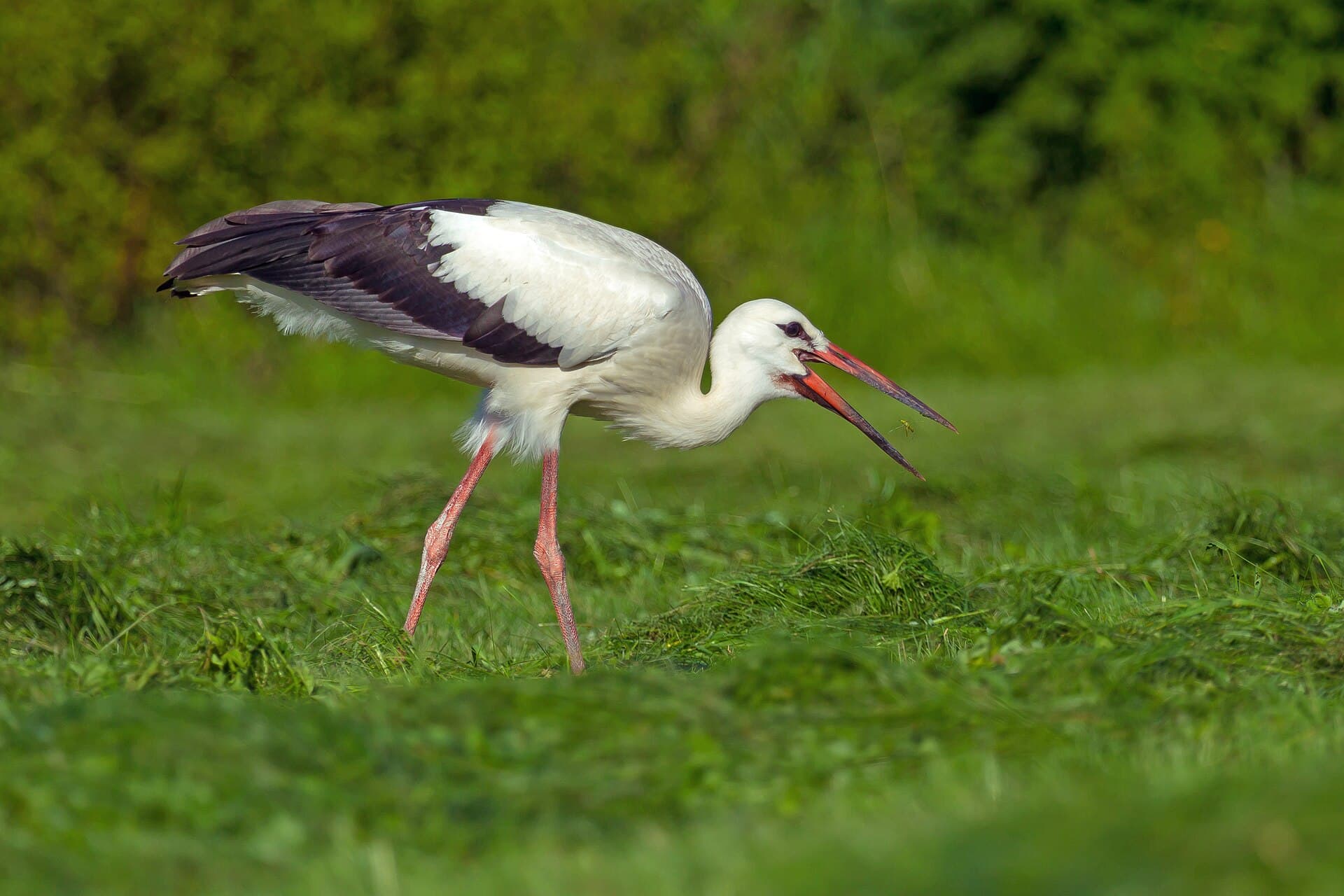 Ooievaar (Ciconia ciconia) - White Stork