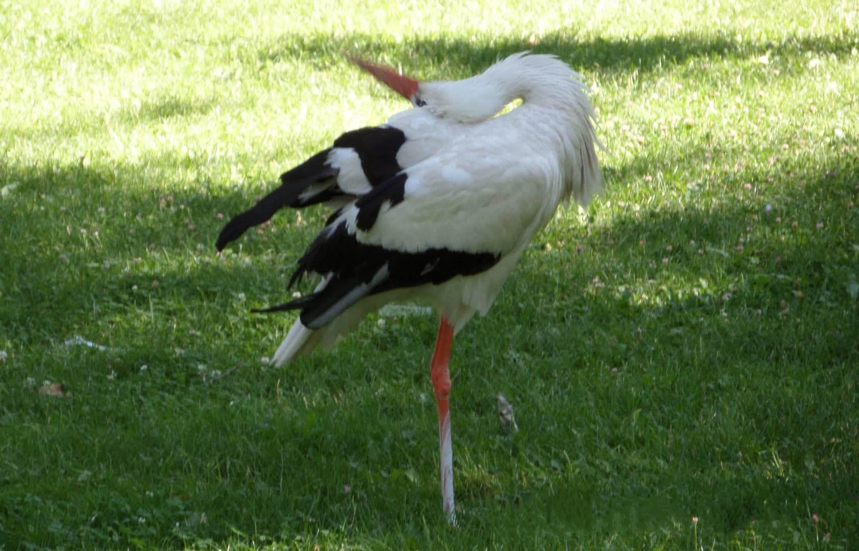 Ooievaar (Ciconia ciconia) - Ciconia ciconia species