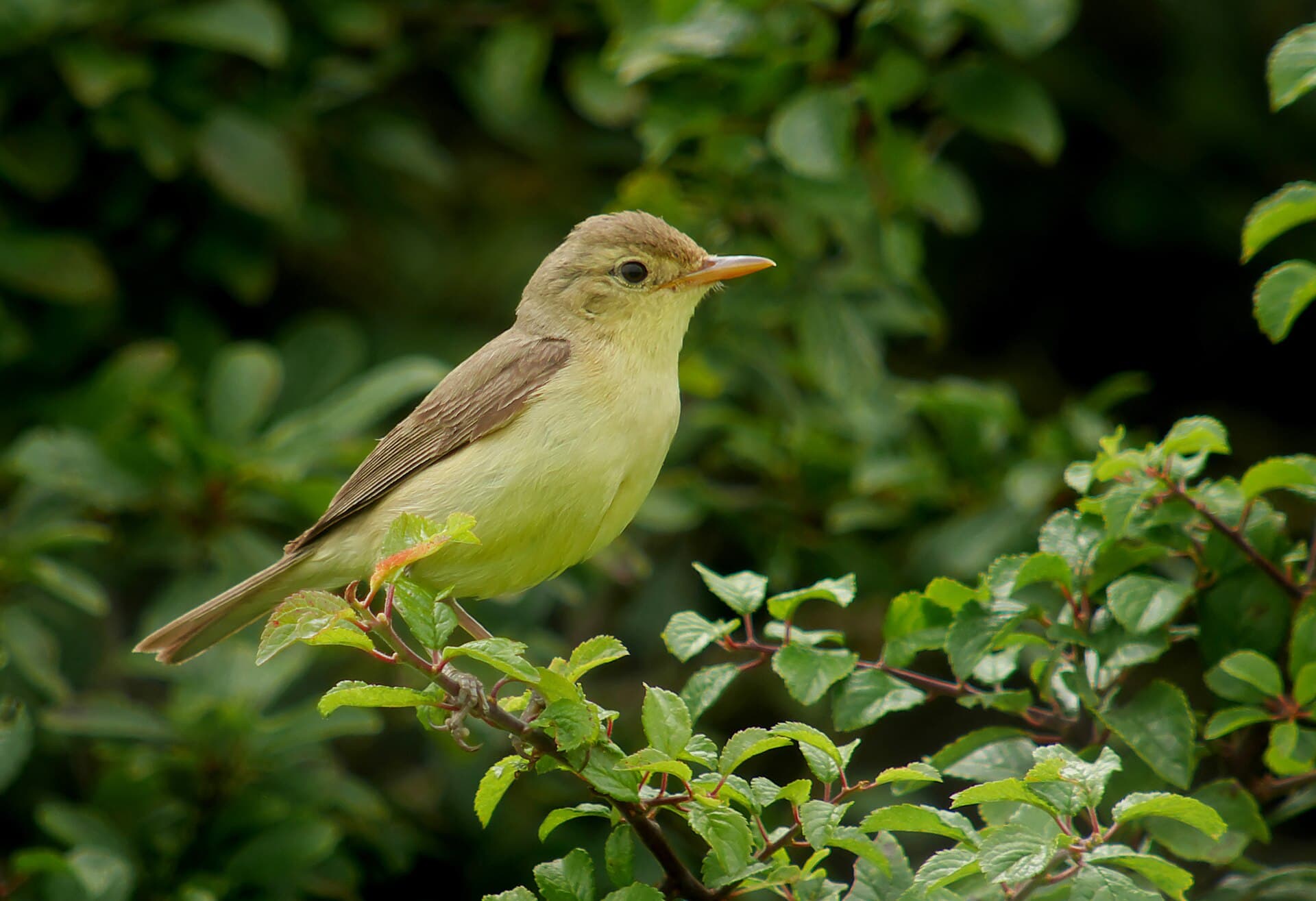 Orpheusspotvogel (Hippolais polyglotta) - Melodious warbler (Hippolais polyglotta), Le Petit Loc'h, Guidel, Brittany, France (19972894766)