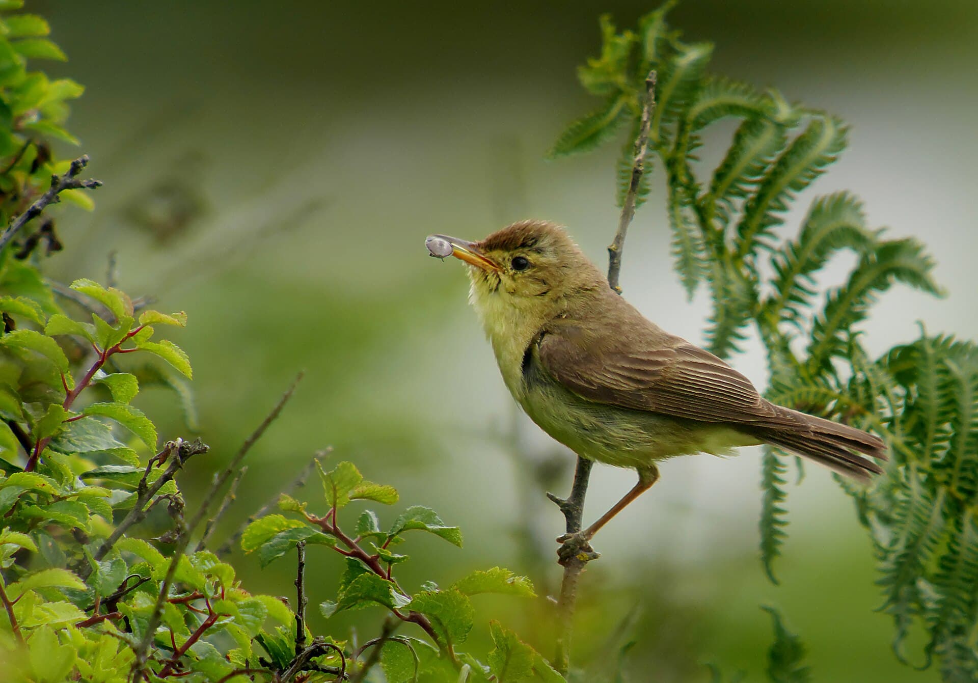 Orpheusspotvogel (Hippolais polyglotta) - Melodious warbler (Hippolais polyglotta), Le Petit Loc'h, Guidel, Brittany, France (19765512360)