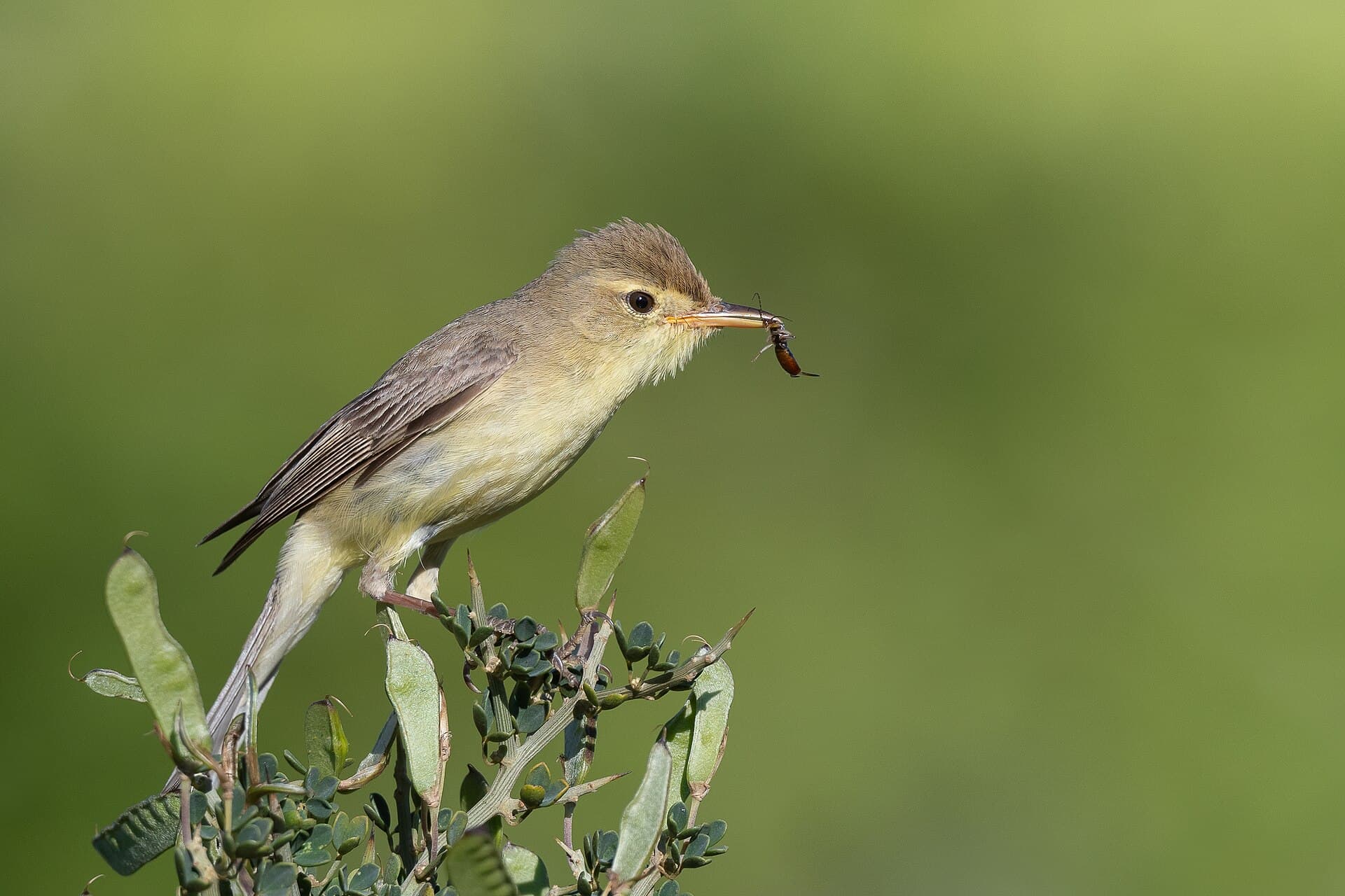 Orpheusspotvogel (Hippolais polyglotta) - Hypolais polyglotte Haouaria012