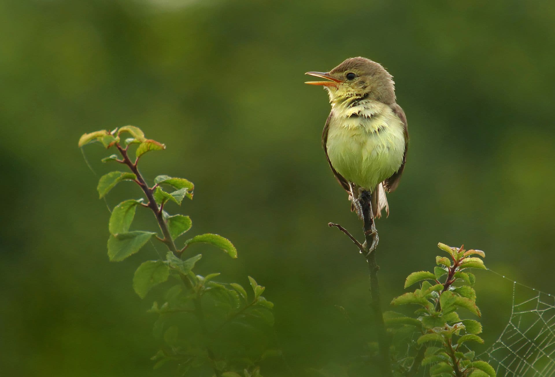 Orpheusspotvogel (Hippolais polyglotta) - Melodious warbler (Hippolais polyglotta), Le Petit Loc'h, Guidel, Brittany, France (19991402152)