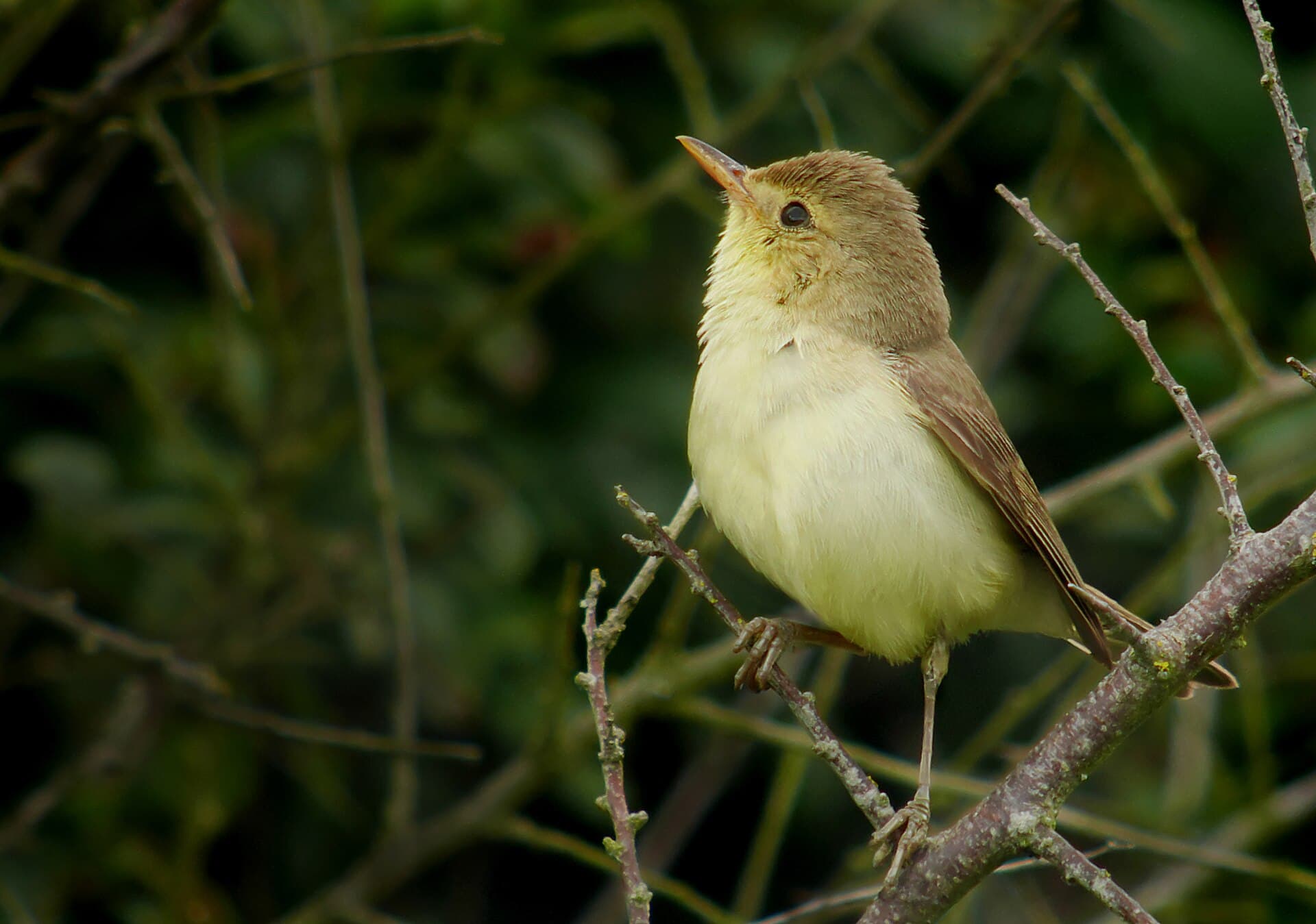 Orpheusspotvogel (Hippolais polyglotta) - Melodious warbler (Hippolais polyglotta), Le Petit Loc'h, Guidel, Brittany, France (19986951092)