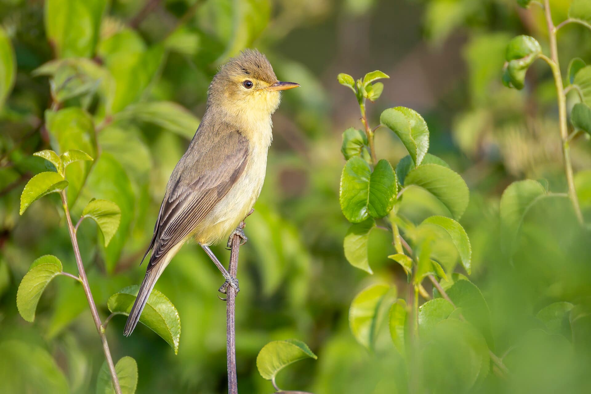 Orpheusspotvogel (Hippolais polyglotta) - Melodious Warbler 2025 05 23