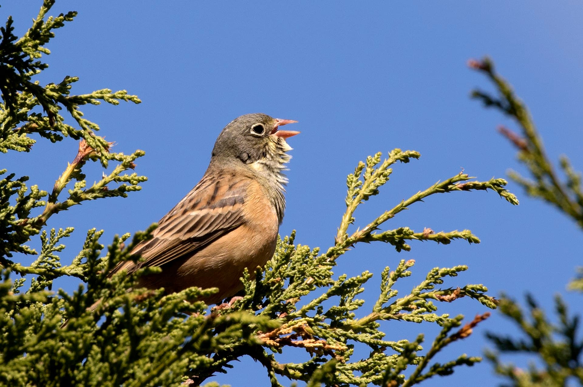 Ortolaan (Emberiza hortulana) - Emberiza hortulana - Kirazkuşu 07