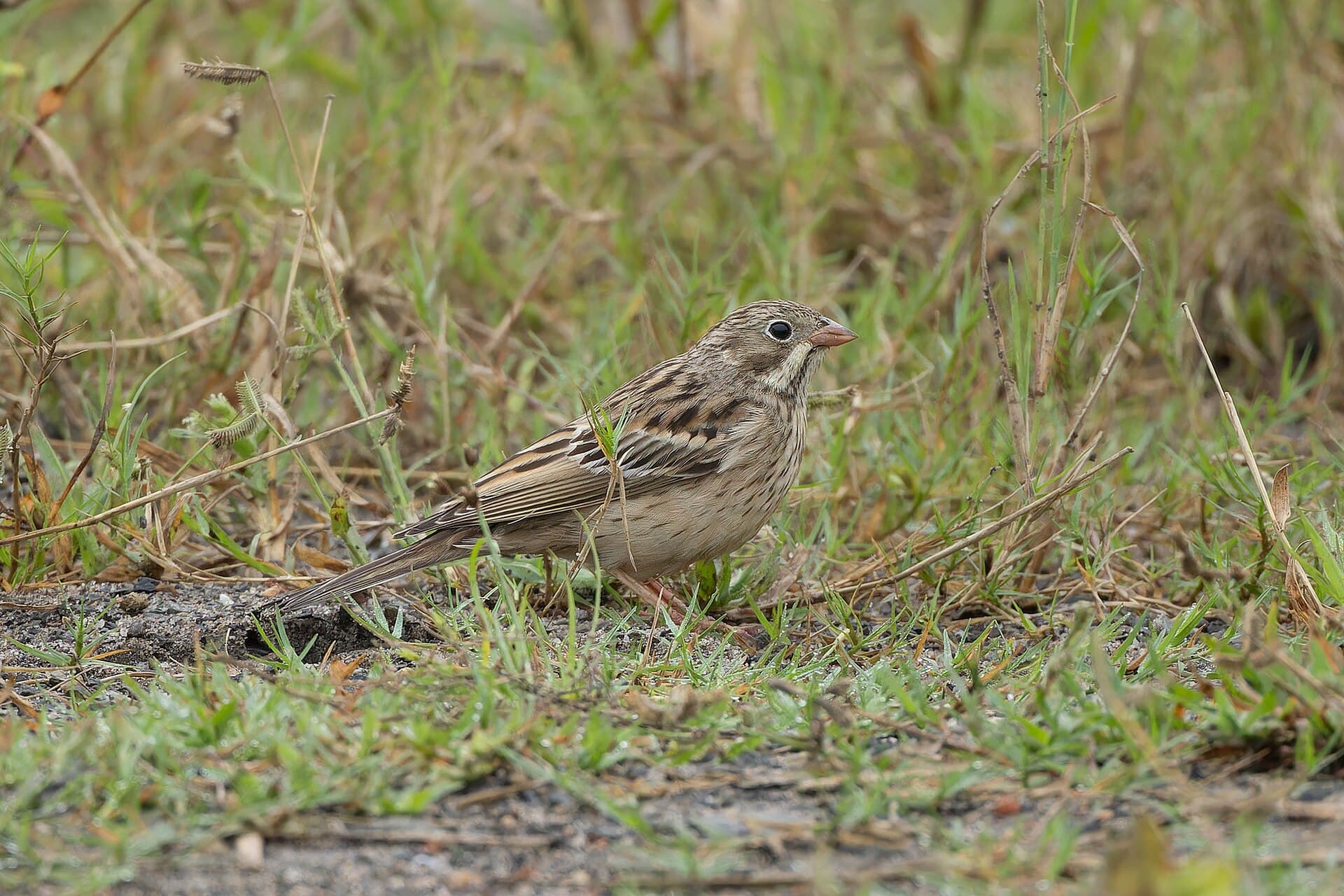 Ortolaan (Emberiza hortulana) - Ortolan Bunting in Baruipur October 2025 by Tisha Mukherjee 05