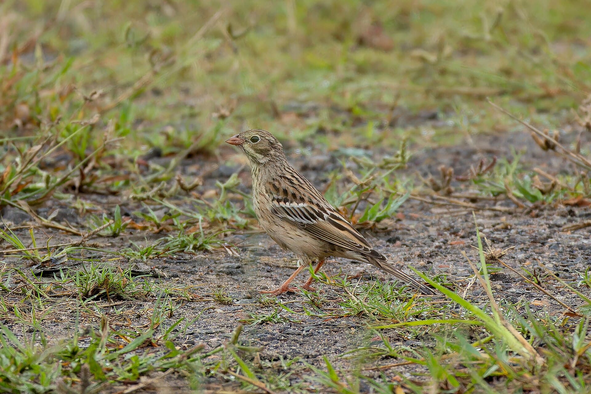 Ortolaan (Emberiza hortulana) - Ortolan Bunting in Baruipur October 2025 by Tisha Mukherjee 01