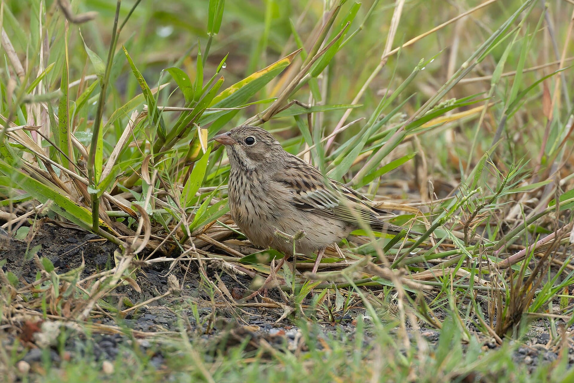 Ortolaan (Emberiza hortulana) - Ortolan Bunting in Baruipur October 2025 by Tisha Mukherjee 08