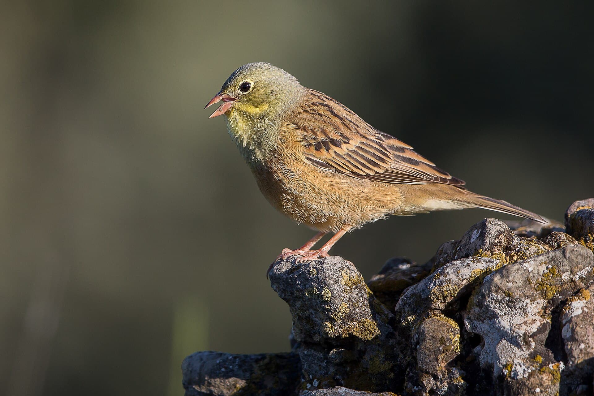 Ortolaan (Emberiza hortulana) - Ortolan bunting in Sierra de Guara, Aragon, Spain