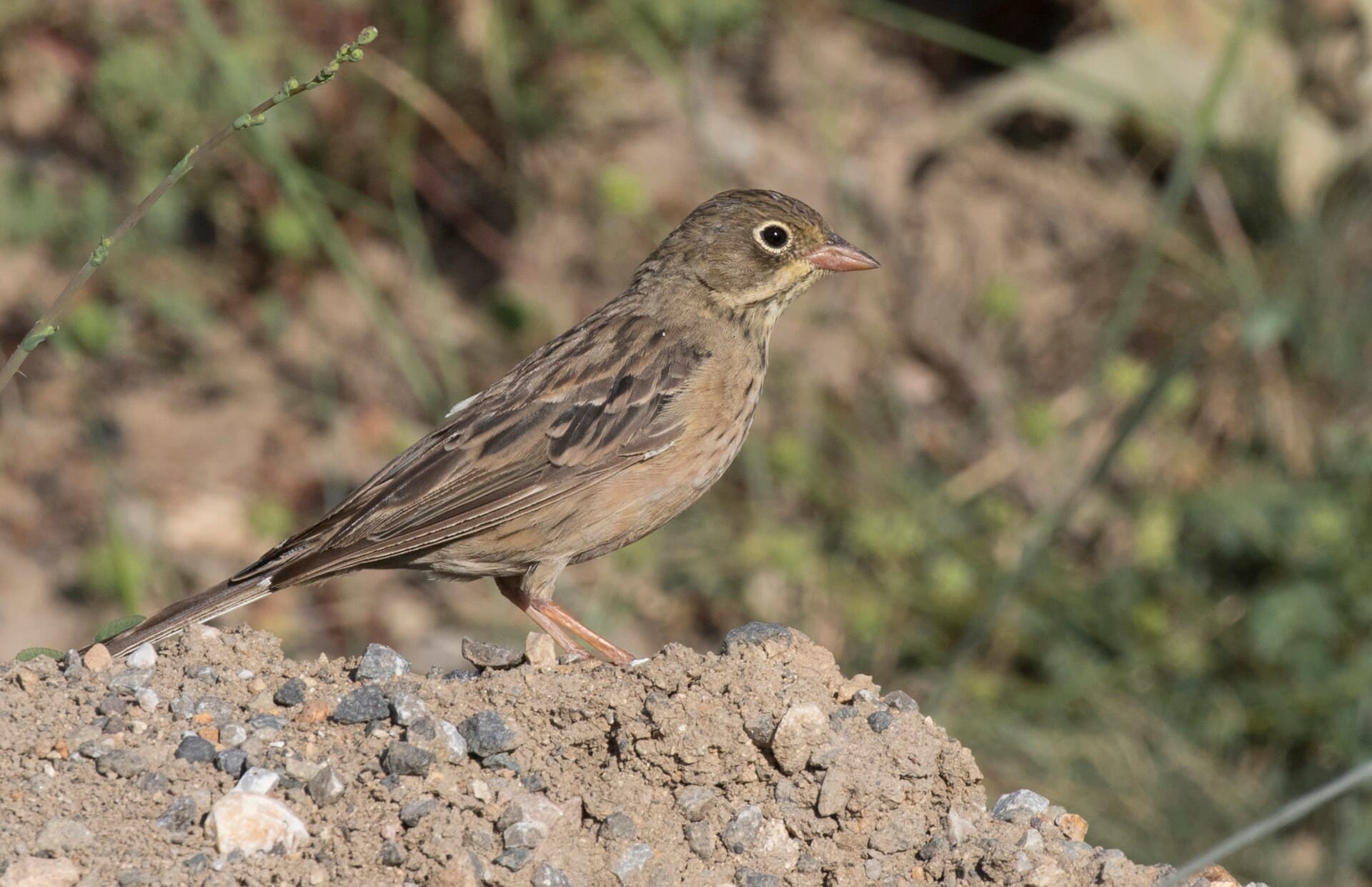 Ortolaan (Emberiza hortulana) - Emberiza hortulana - Ortolan bunting 02