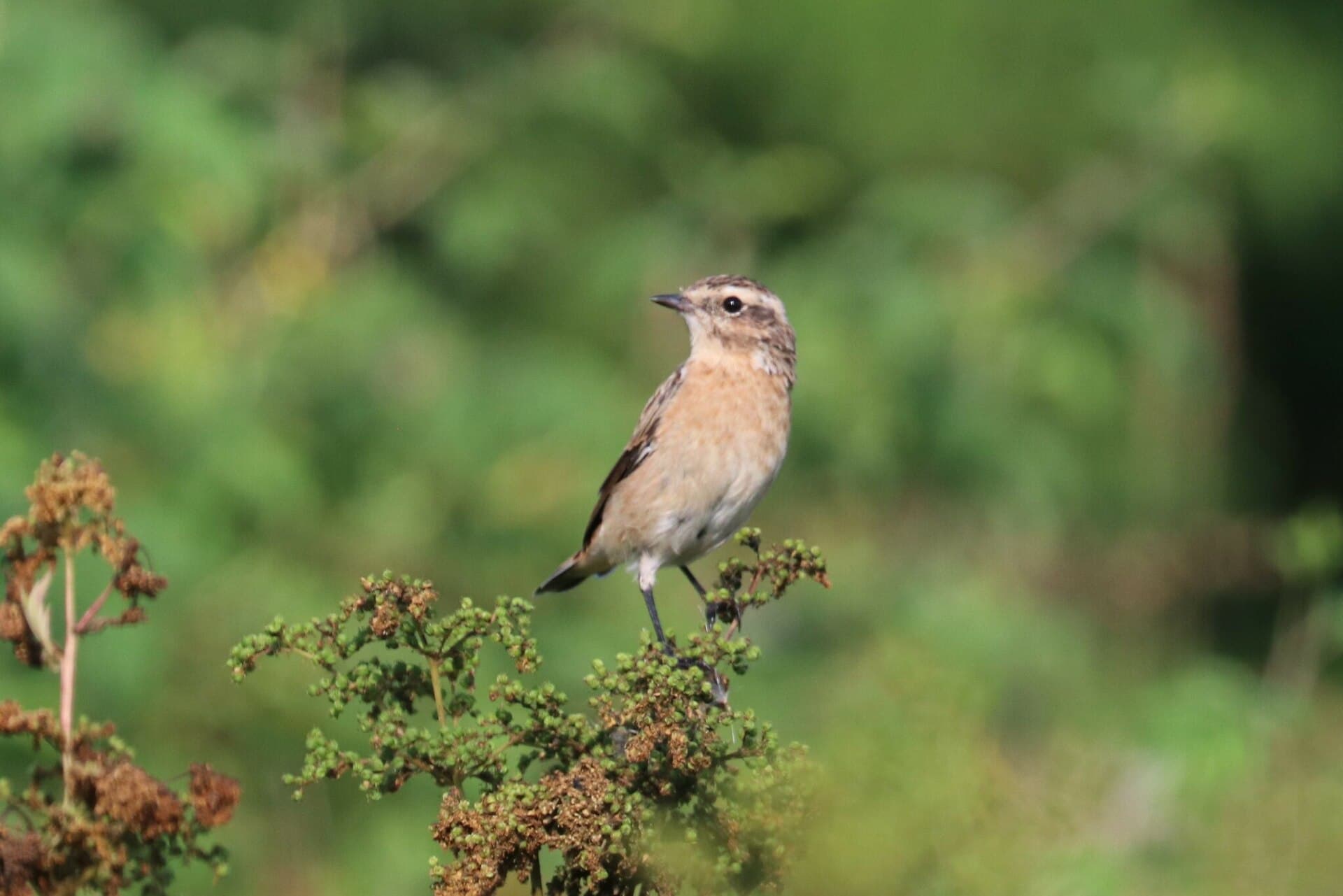 Paap (Saxicola rubetra) - Saxicola rubetra 221173161
