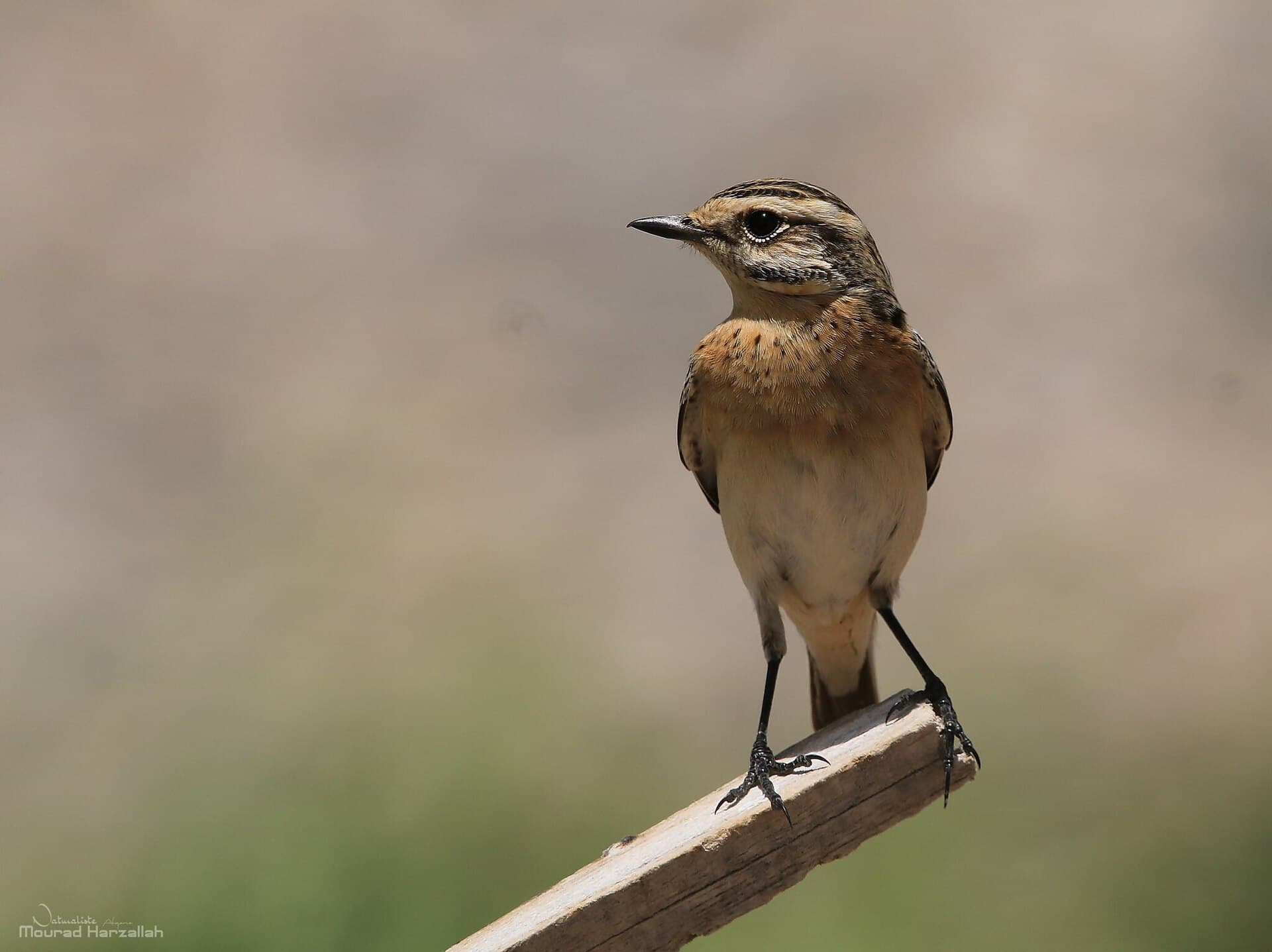 Paap (Saxicola rubetra) - Saxicola rubetra 207425113