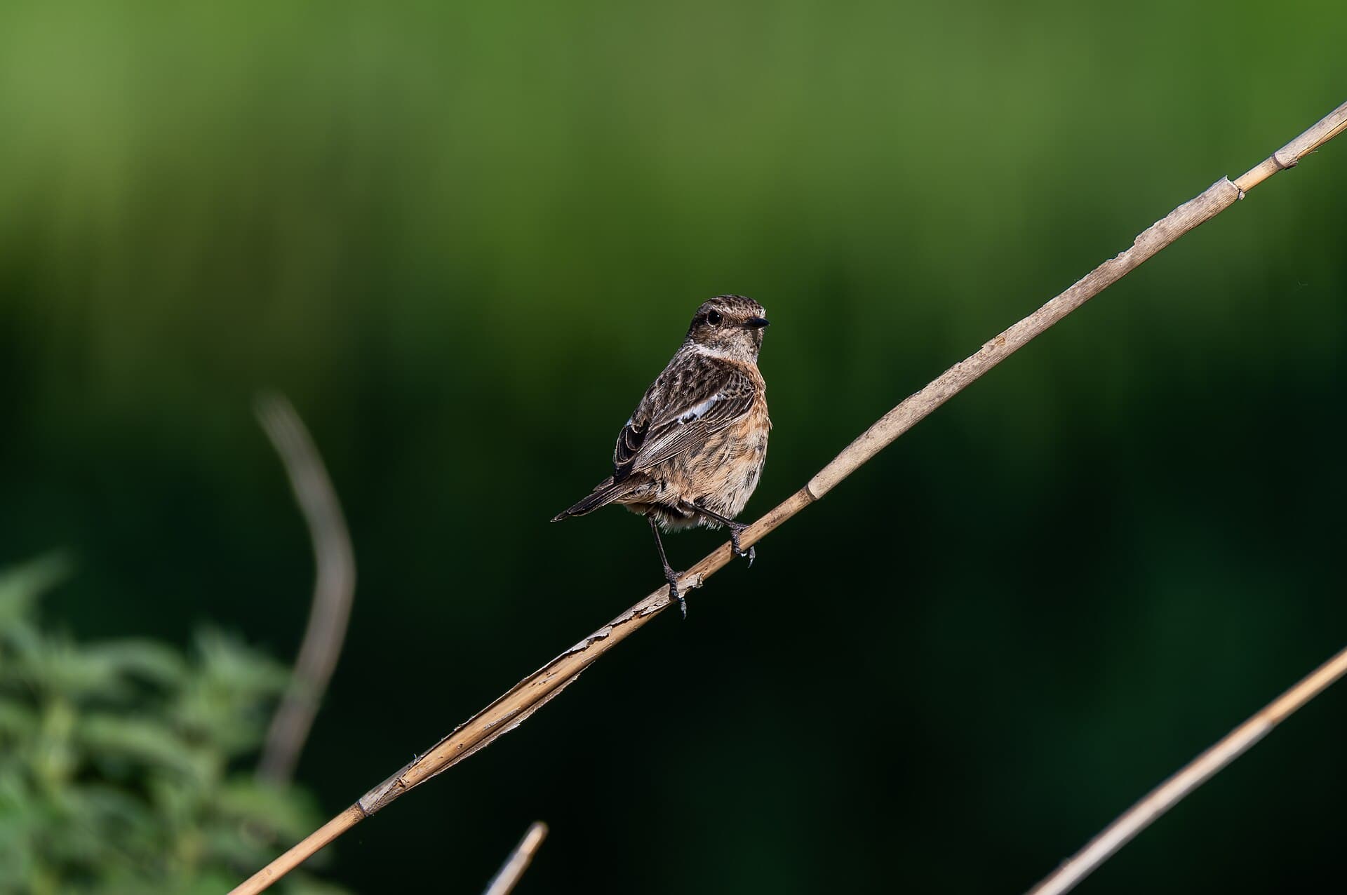Paap (Saxicola rubetra) - Braunkehlchen im Goldenstedter Moor