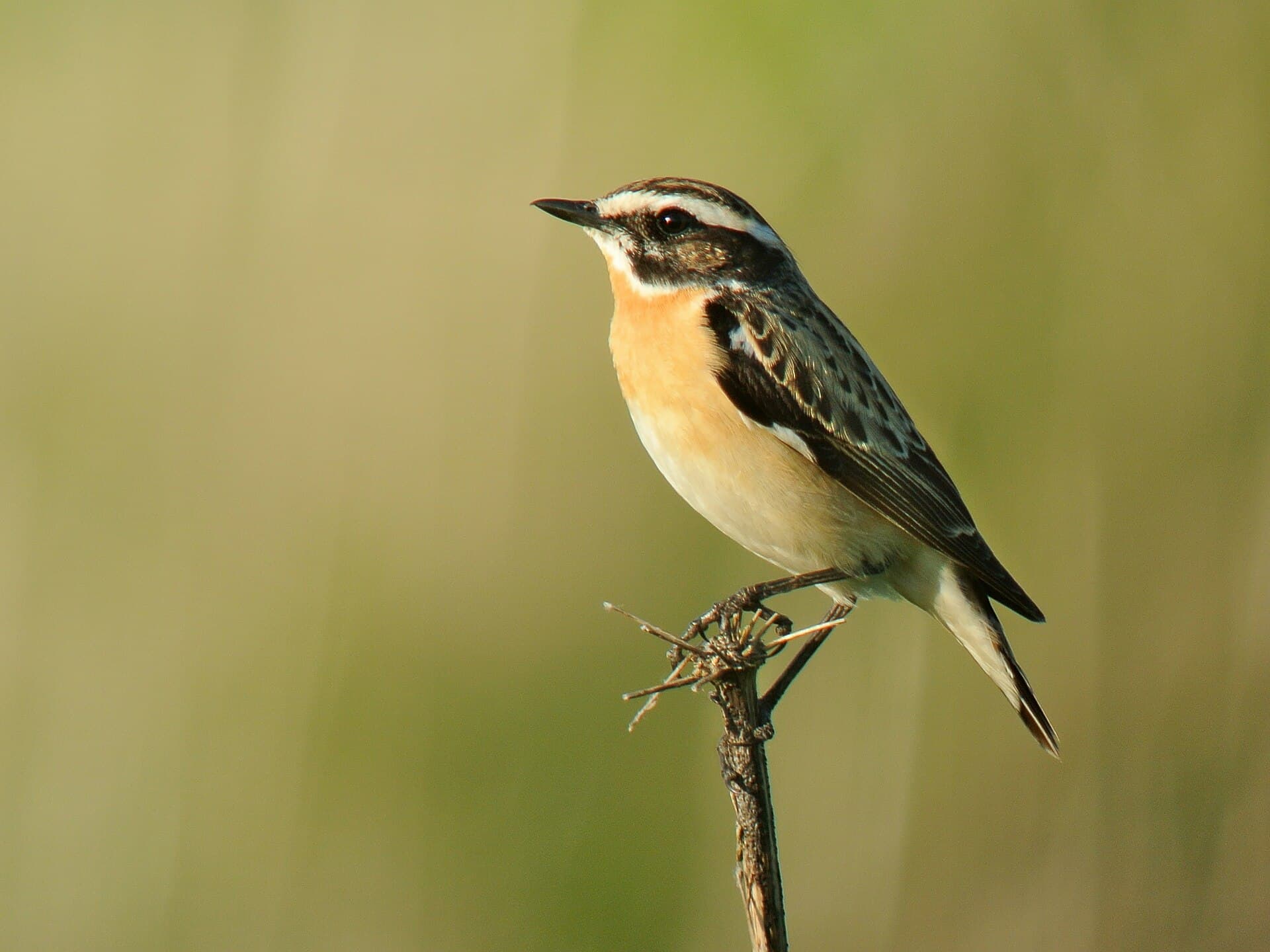 Paap (Saxicola rubetra) - Saxicola rubetra -Belgium -male-8