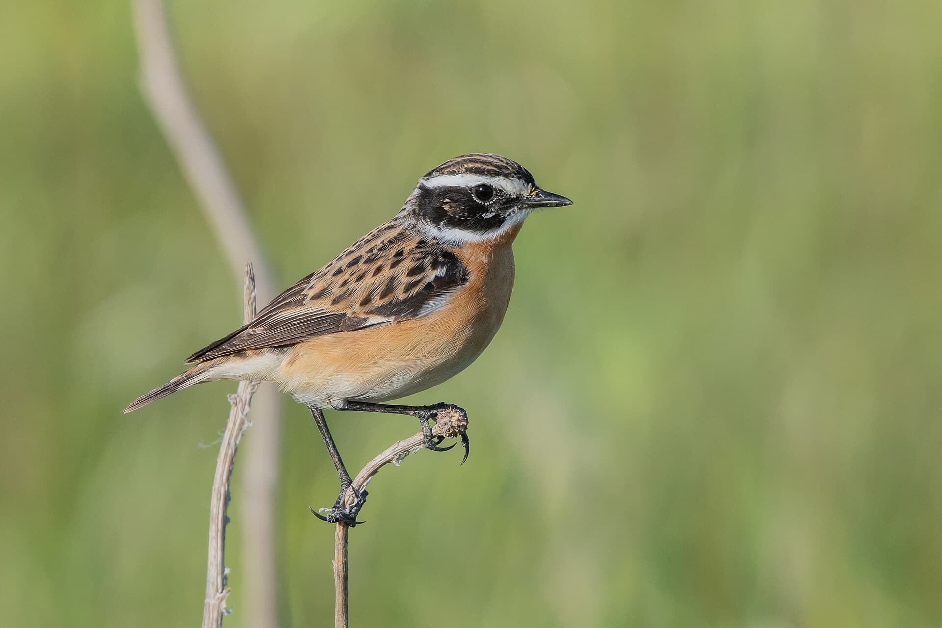 Paap (Saxicola rubetra) - Tarier des près Zaghouan NP001
