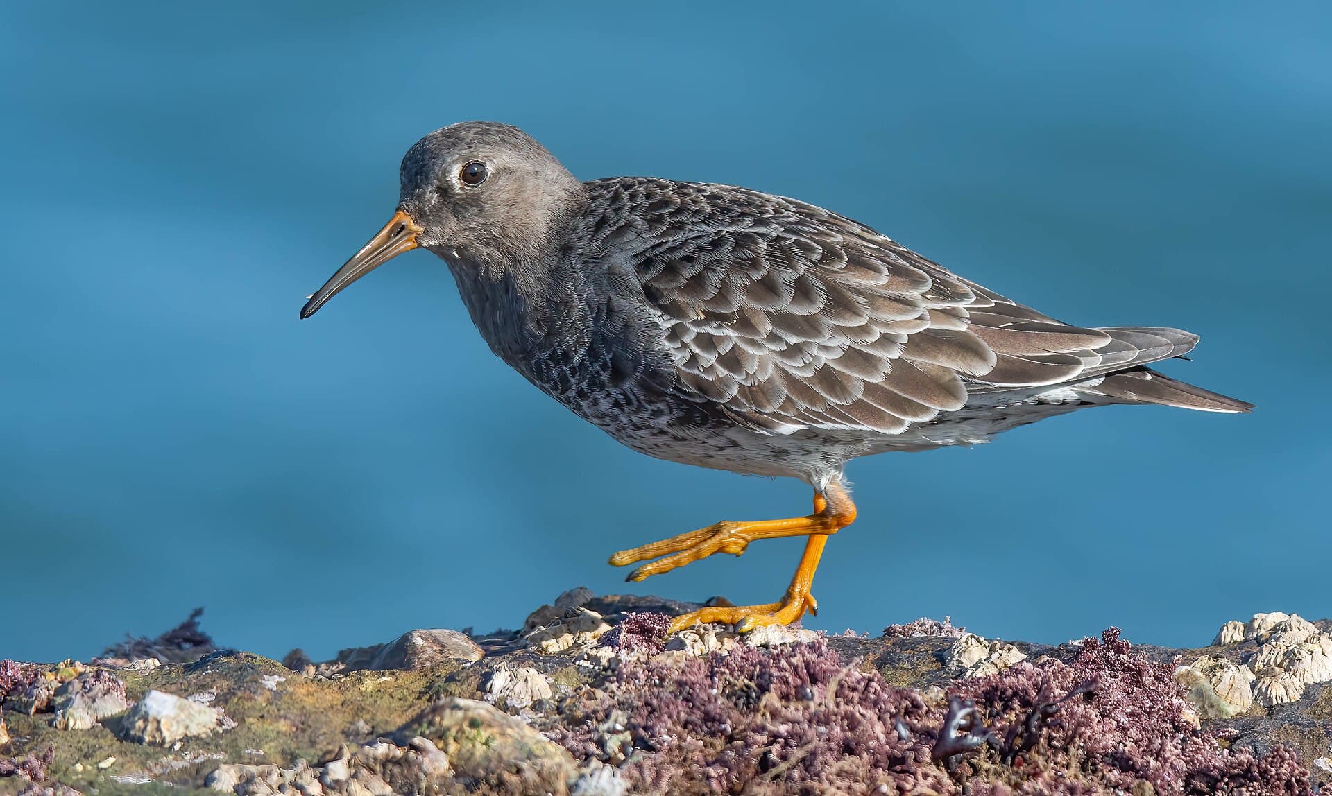 Paarse Strandloper (Calidris maritima) - Purple Sandpiper ( Calidris maritima ) ... Filey Brig , Yorkshire (53266204391)