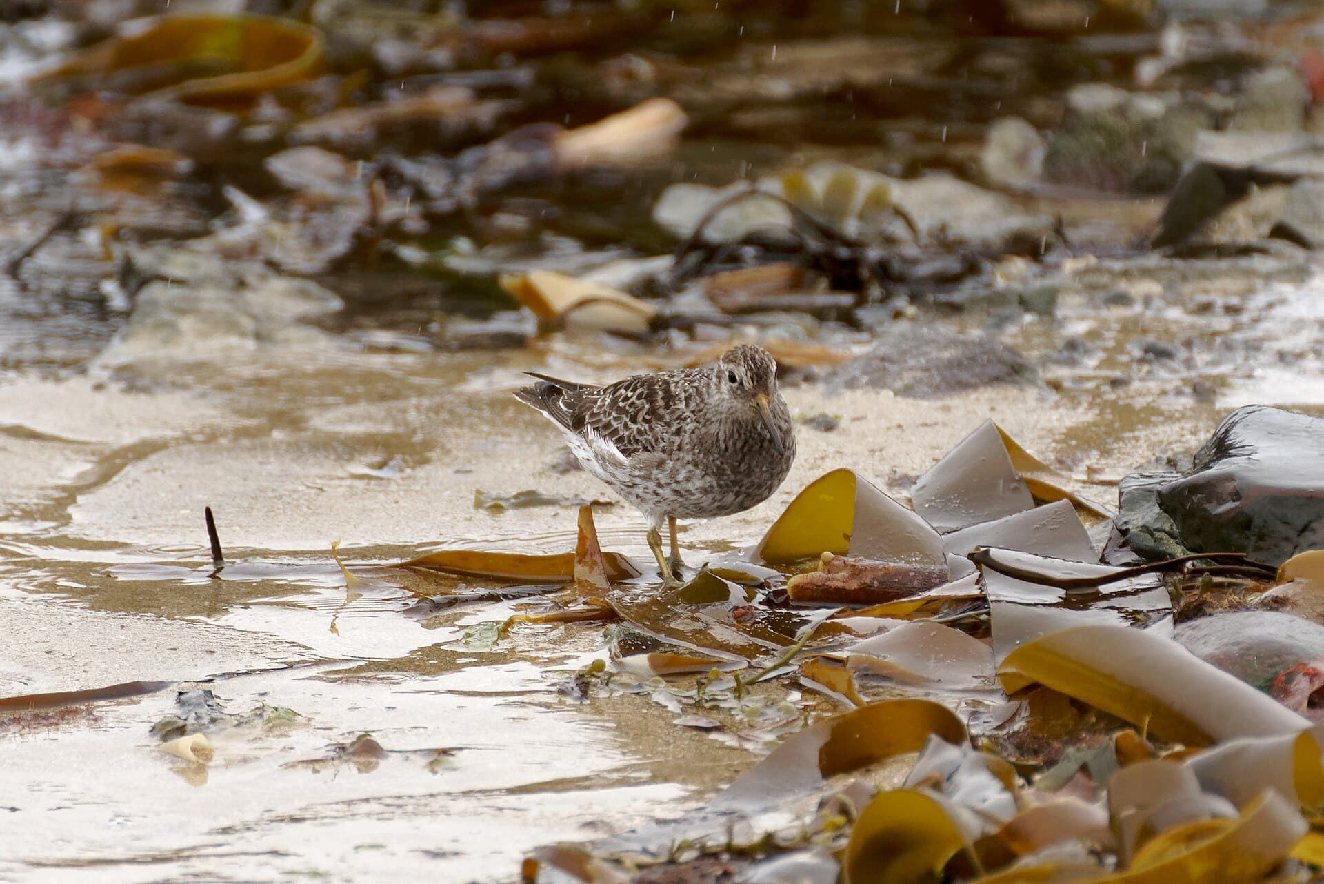 Paarse Strandloper (Calidris maritima) - Calidris maritima, Ytri Tunga Beach, Iceland, 20230505 0922 4956