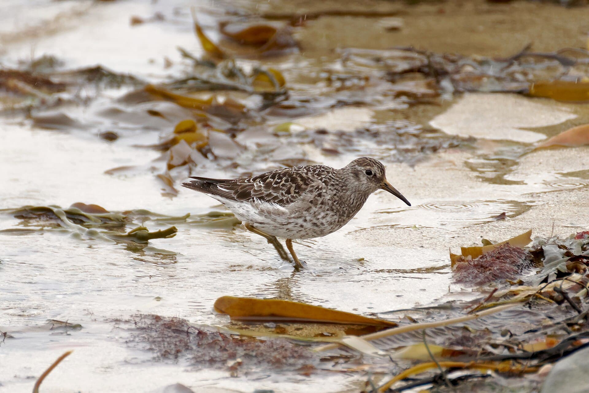 Paarse Strandloper (Calidris maritima) - Calidris maritima, Ytri Tunga Beach, Iceland, 20230505 0922 4958