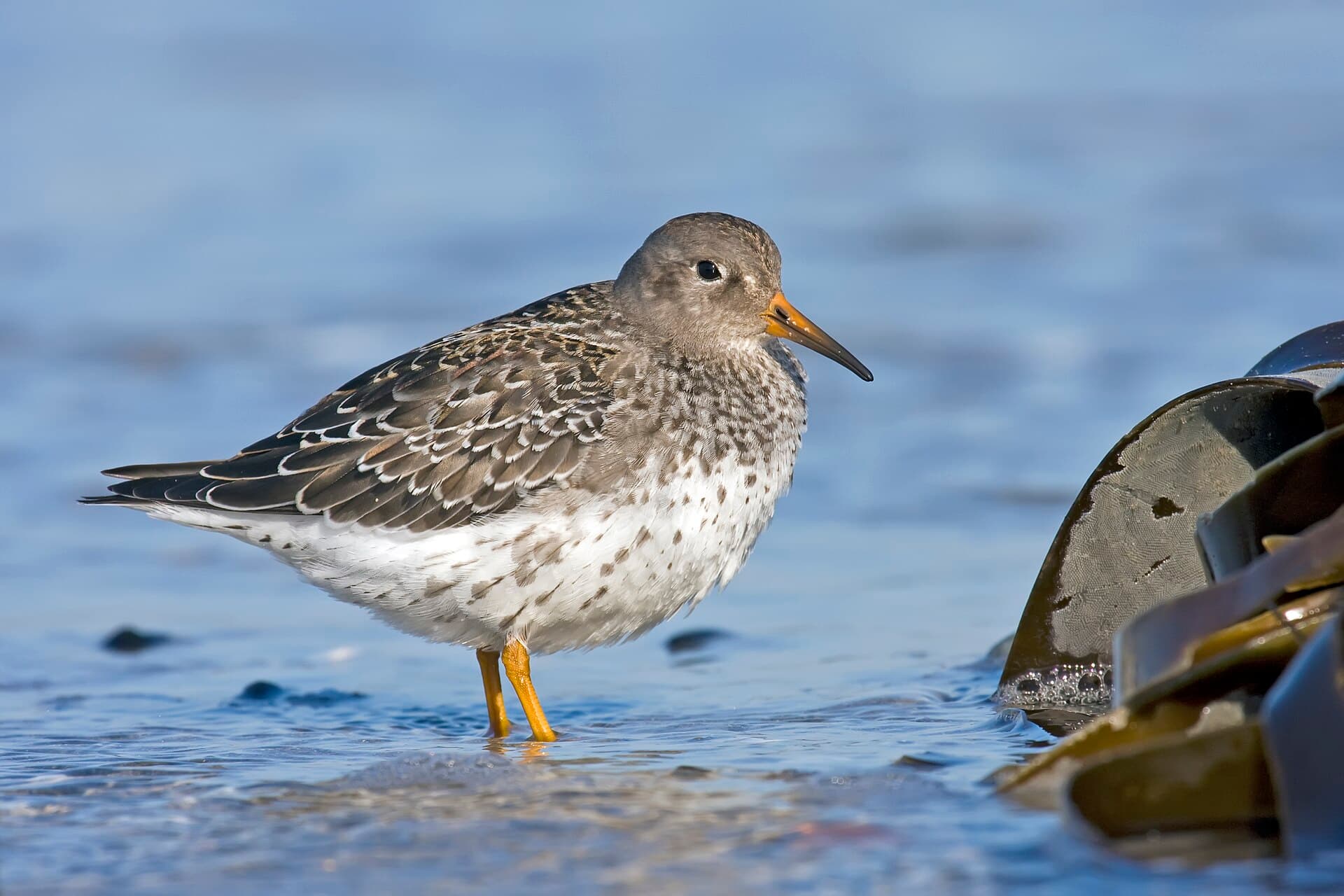 Paarse Strandloper (Calidris maritima) - Calidris maritima