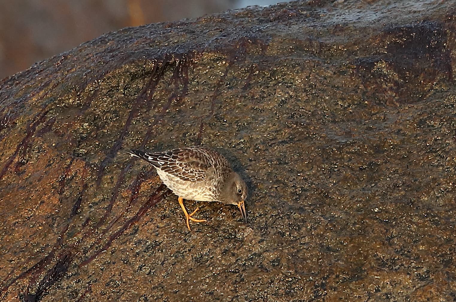 Paarse Strandloper (Calidris maritima) - Fjæreplytt, Skärsnäppa