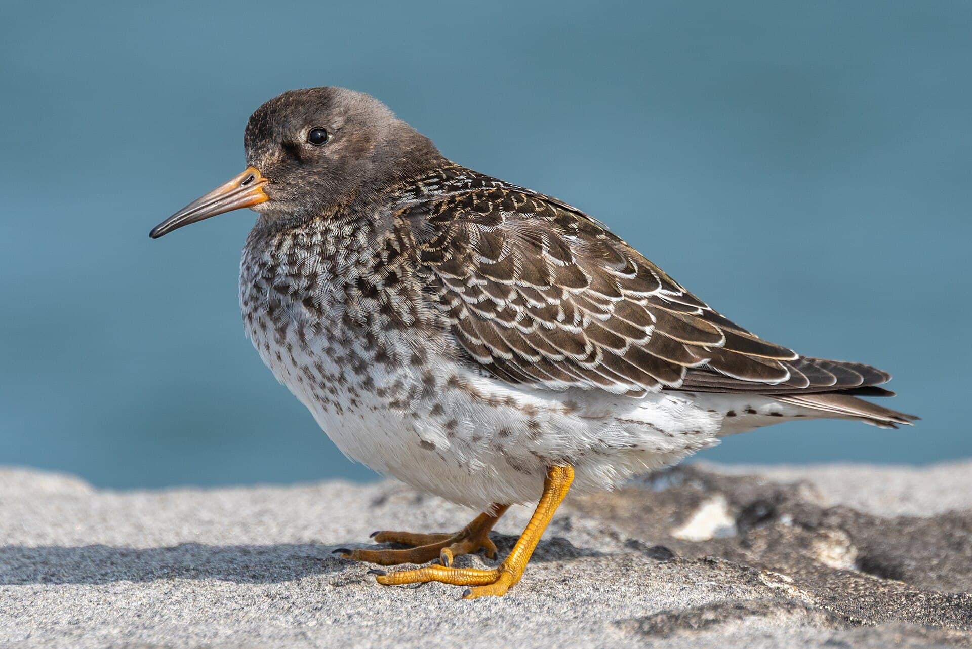 Paarse Strandloper (Calidris maritima) - 2019-08-13 01 Purple Sandpiper (Calidris maritima), Reykjavik Iceland