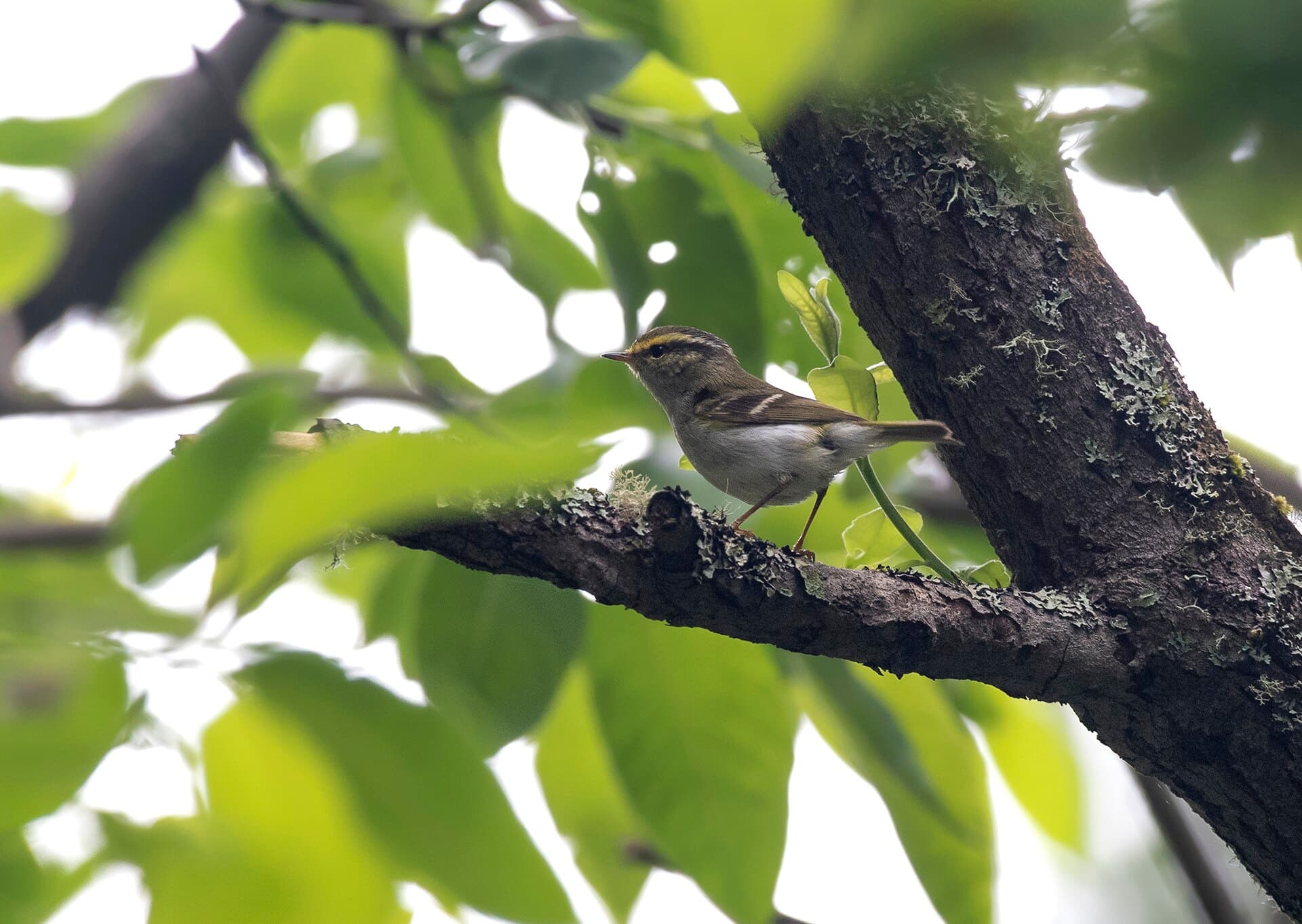 Pallas' Boszanger (Phylloscopus proregulus) - Pallas's Leaf Warbler, Kabanskiy Rayon, Buryat, Russia 1