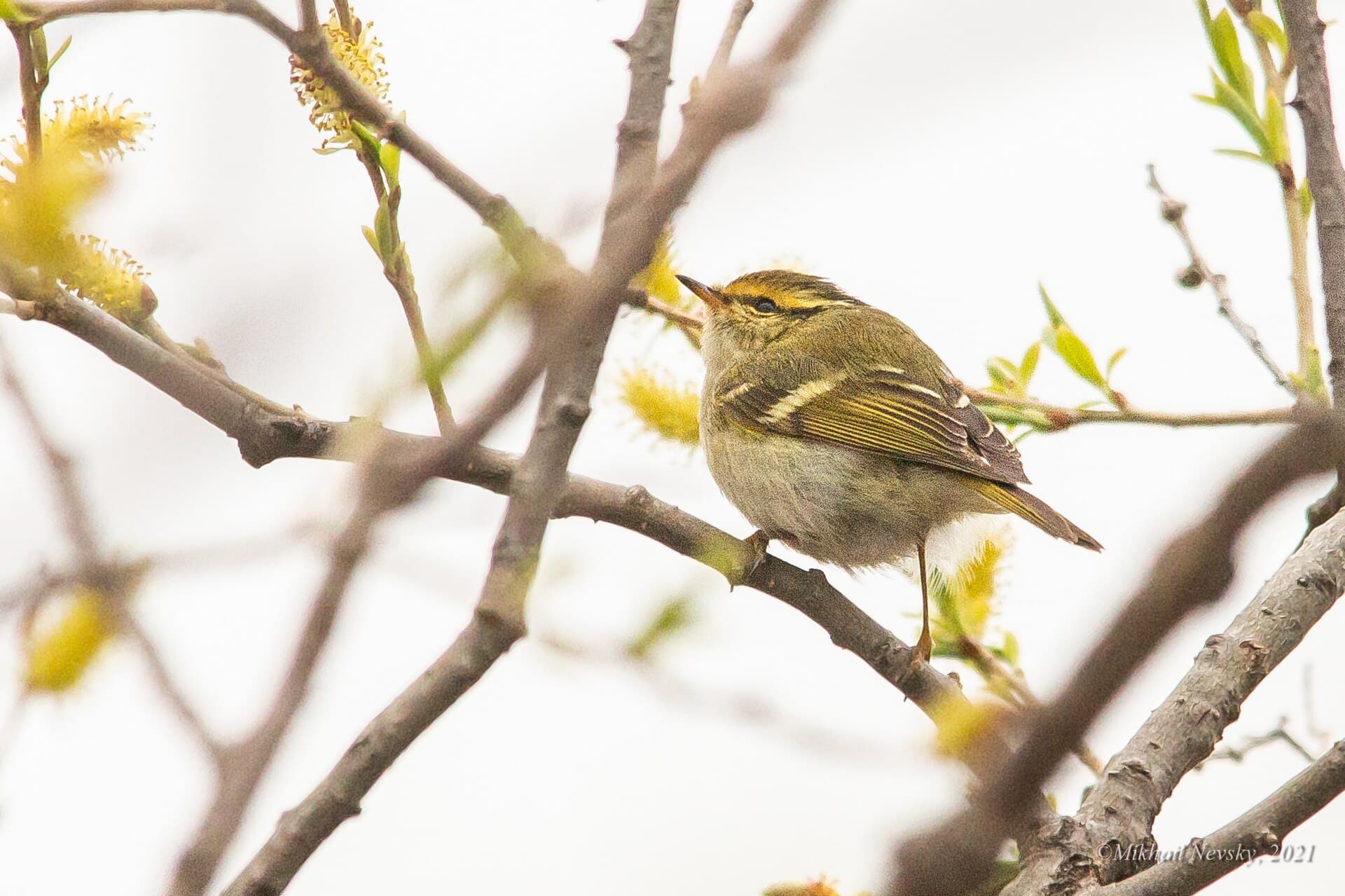 Pallas' Boszanger (Phylloscopus proregulus) - Pallas's Leaf Warbler, Novosel'skoe, Primorsky Krai, Russia 1