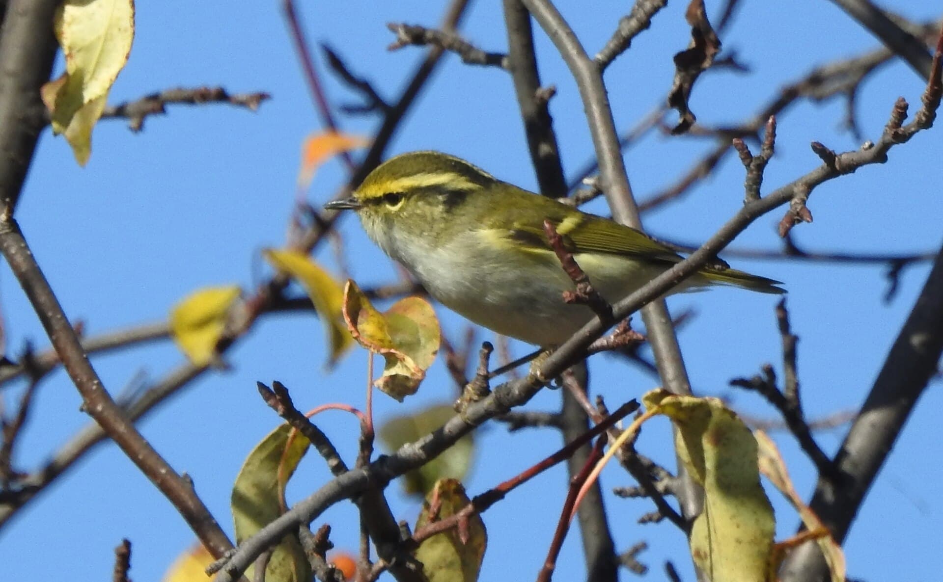 Pallas' Boszanger (Phylloscopus proregulus) - Pallas's Leaf Warbler, Aleksandrovo-Zavodskiy Rayon, Zabaykal'ye, Russia 1