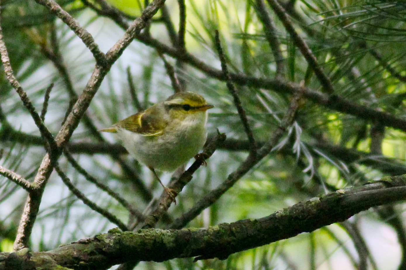 Pallas' Boszanger (Phylloscopus proregulus) - Pallas's Leaf Warbler, Jinbu-myeon, Pyeongchang-gun, Gangwon-do, South Korea 1