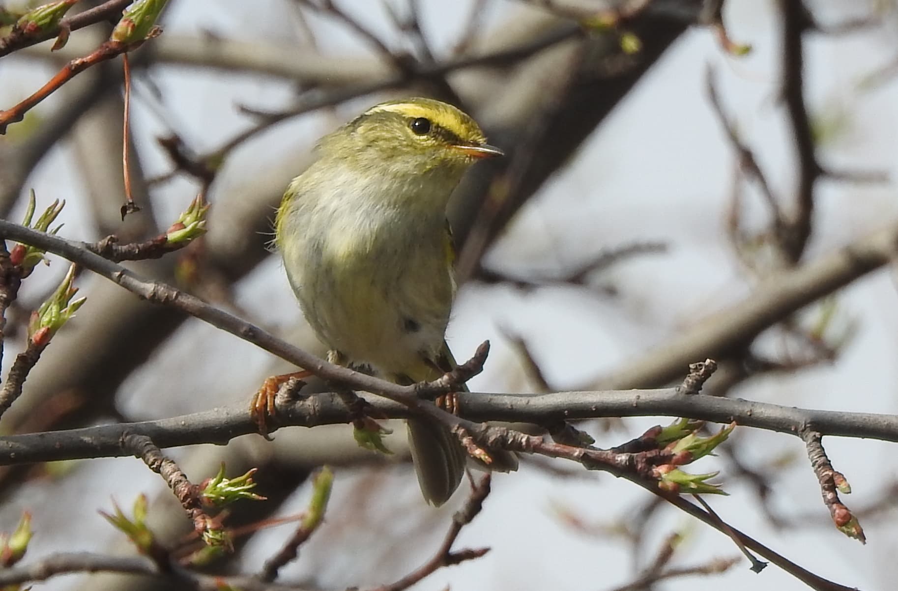 Pallas' Boszanger (Phylloscopus proregulus) - Pallas's Leaf Warbler, Aleksandrovo-Zavodskiy Rayon, Zabaykal'ye, Russia 2
