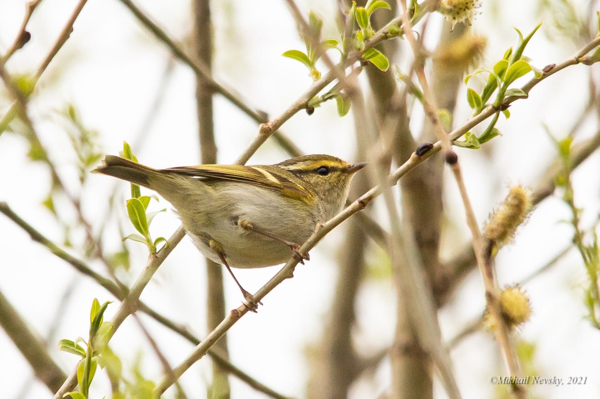 Pallas' Boszanger (Phylloscopus proregulus) - Pallas's Leaf Warbler, Nadezhdinskiy Rayon, Primorsky Krai, Russia 1