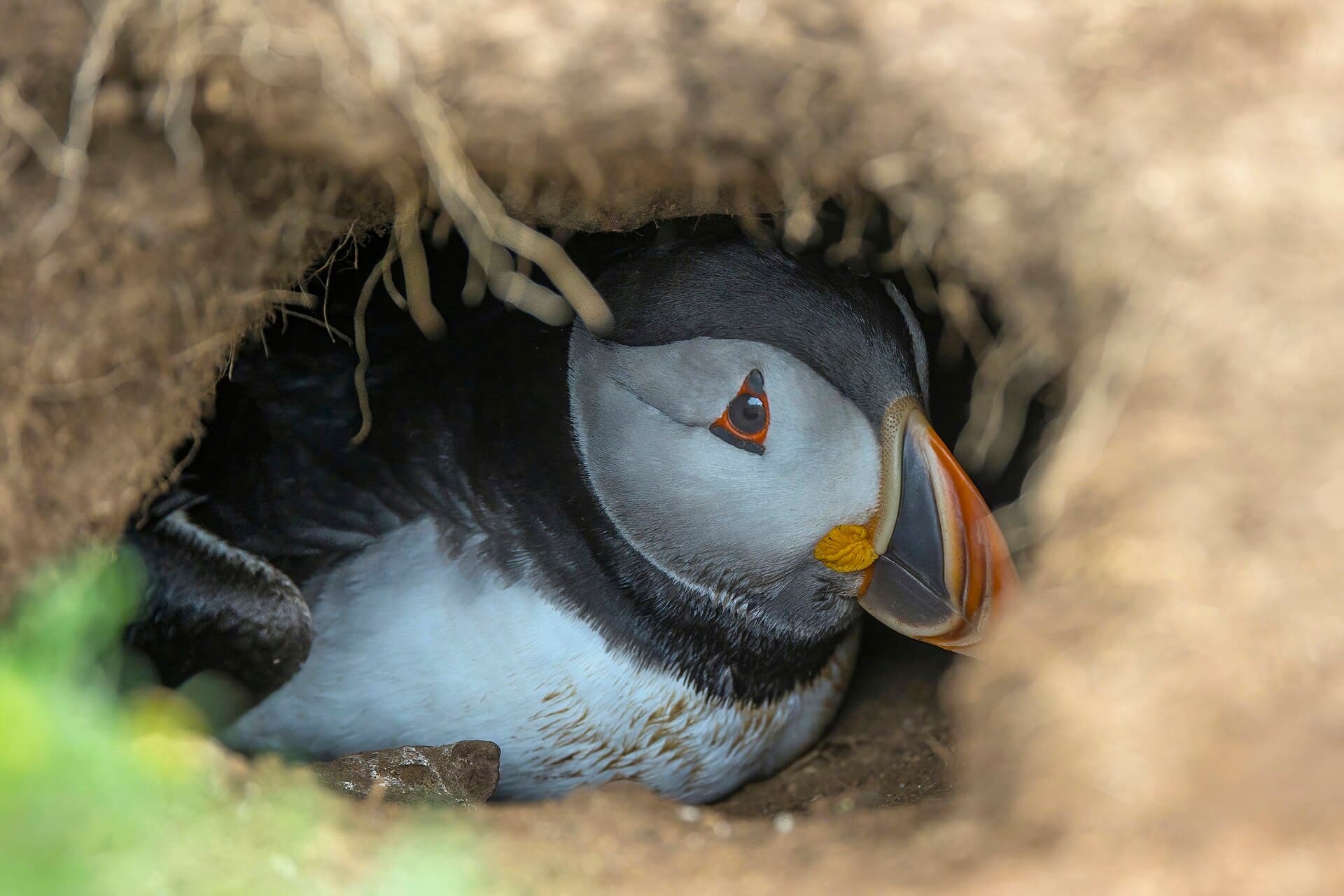 Papegaaiduiker (Fratercula arctica) - Puffin (Fratercula arctica) in burrow