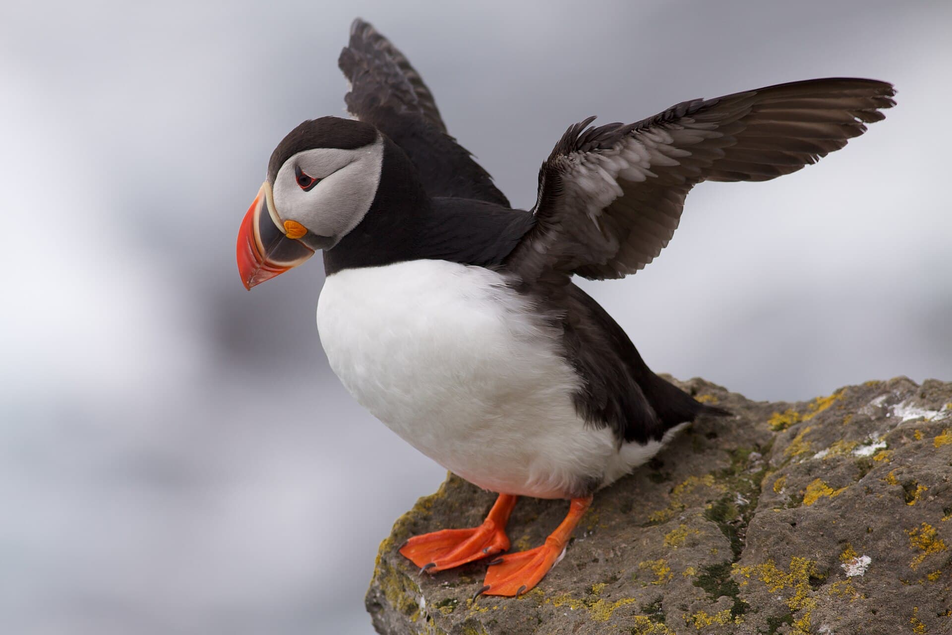 Papegaaiduiker (Fratercula arctica) - Puffin Latrabjarg Iceland