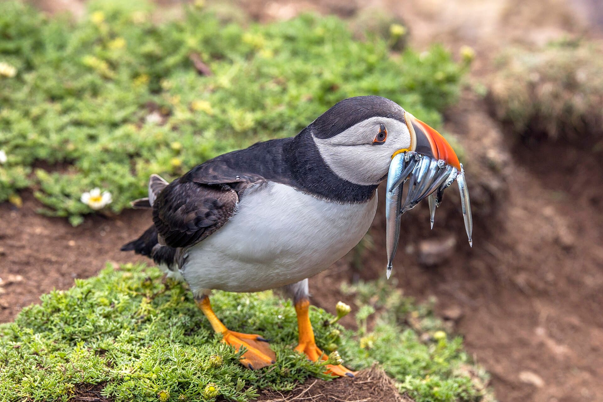 Papegaaiduiker (Fratercula arctica) - Puffin (Fratercula arctica) with lesser sand eels (Ammodytes tobianus)
