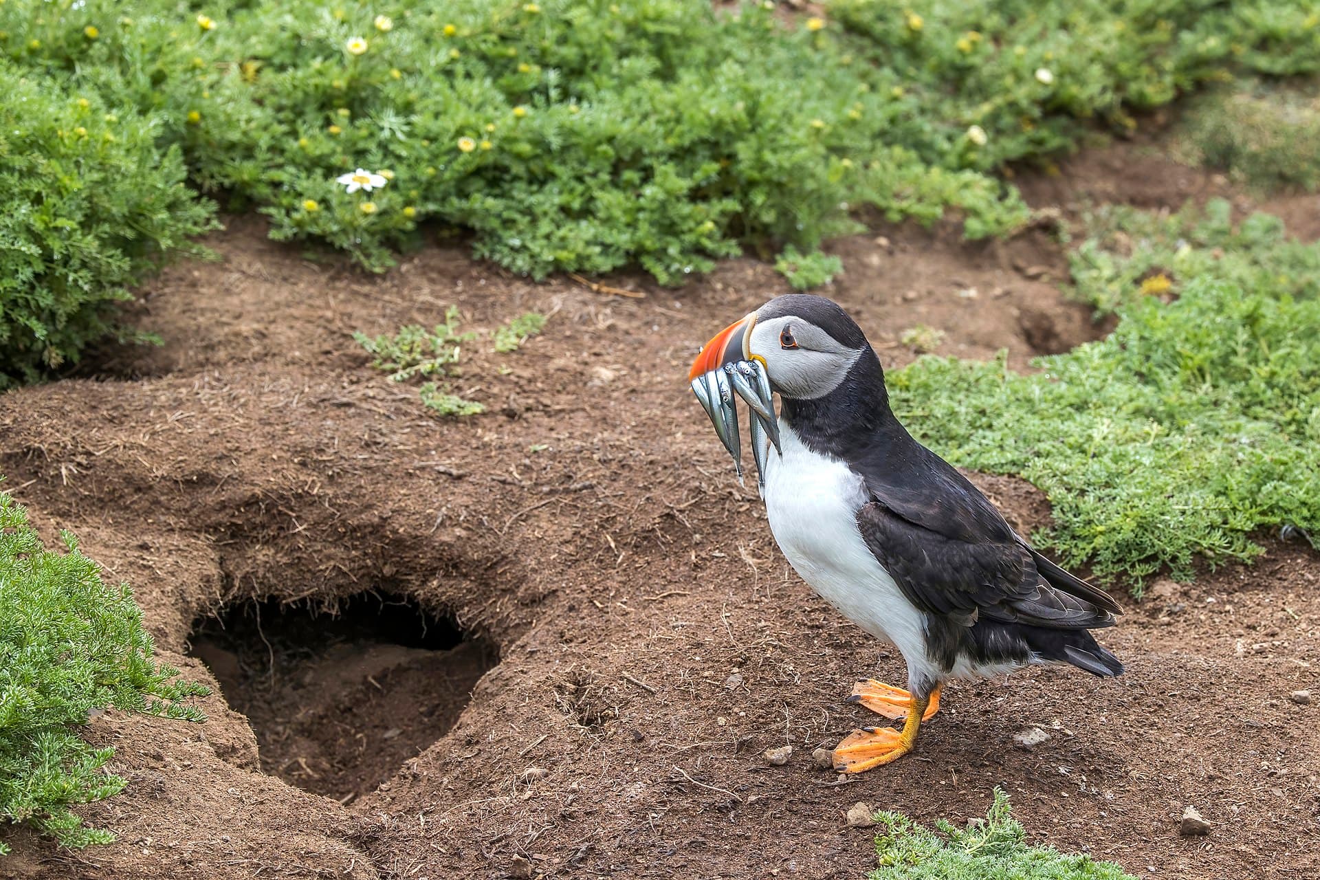 Papegaaiduiker (Fratercula arctica) - Puffin (Fratercula arctica) outside burrow