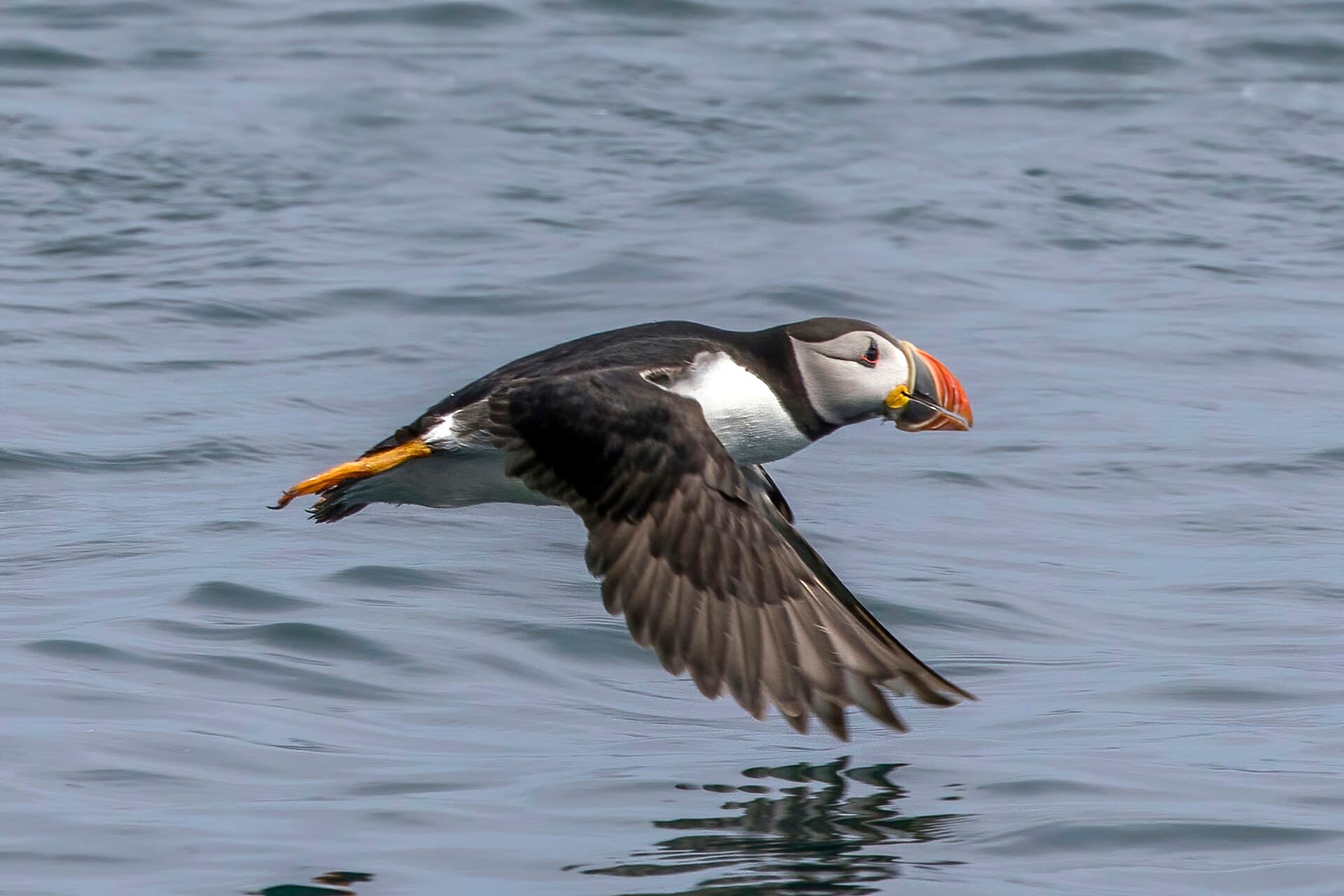 Papegaaiduiker (Fratercula arctica) - Puffin (Fratercula arctica) in flight