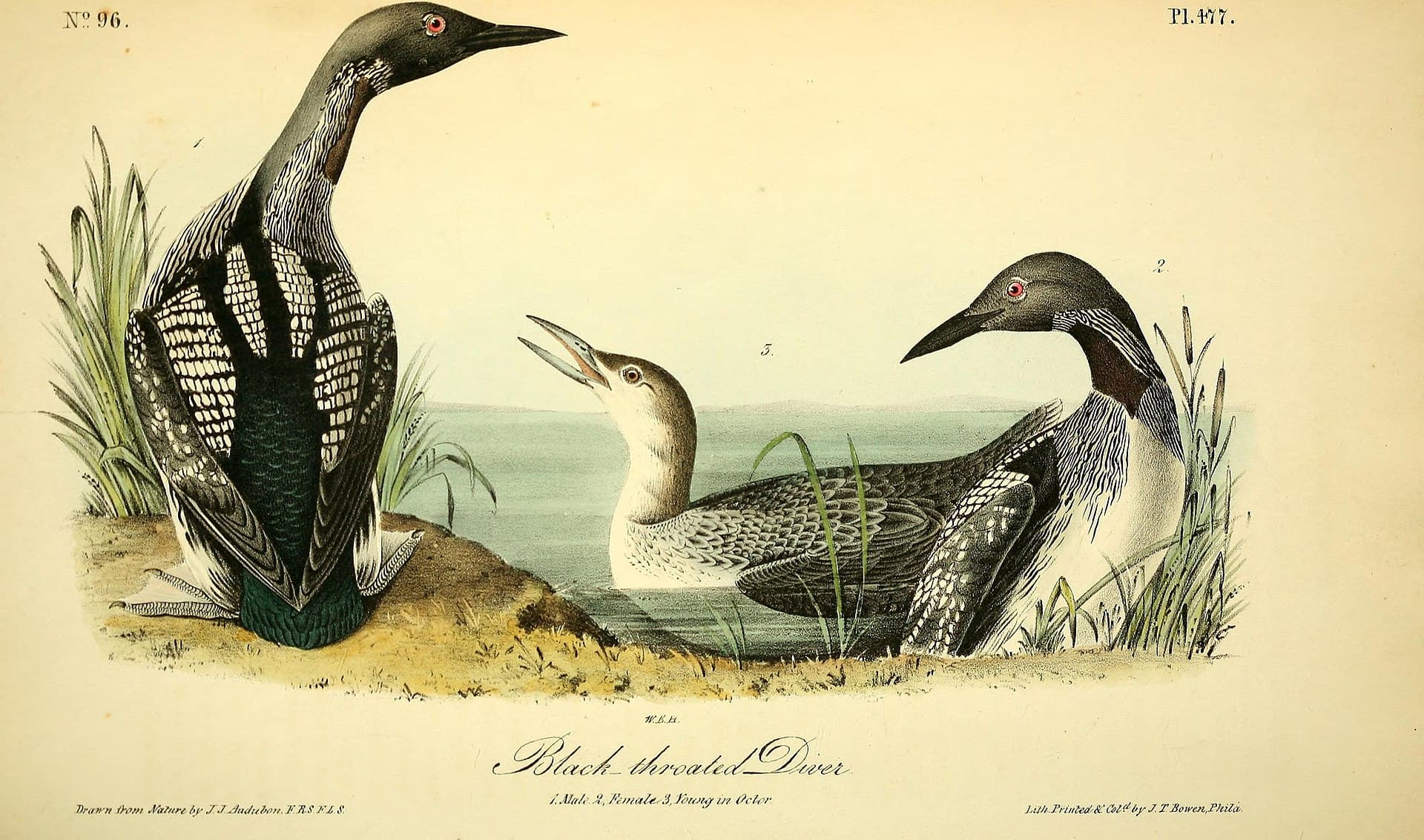 Parelduiker (Gavia arctica) - The birds of America (Pl. 477) (8595330684)