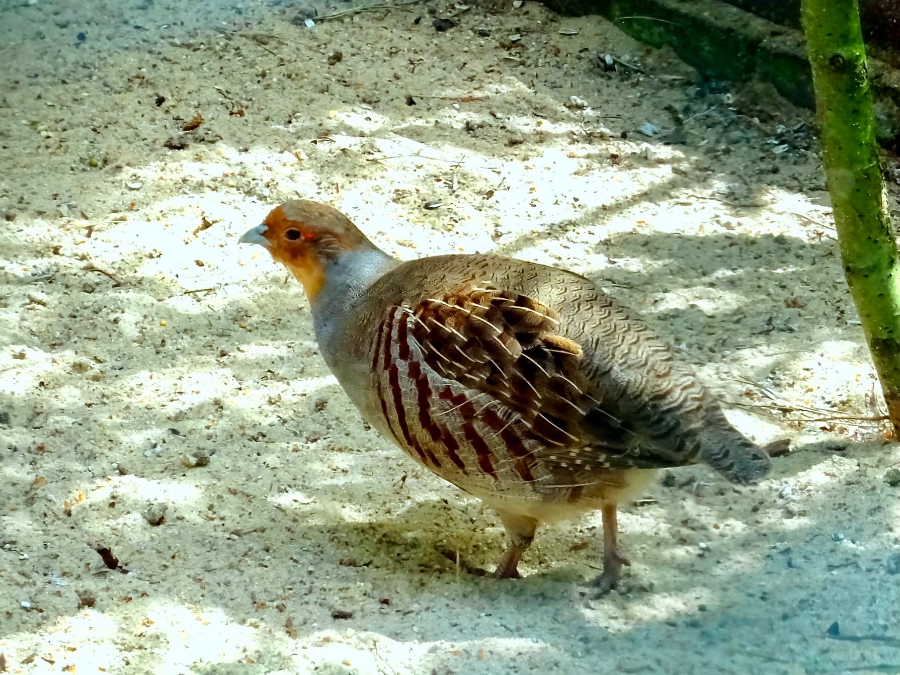 Patrijs (Perdix perdix) - Phasianidae Perdix perdix 2