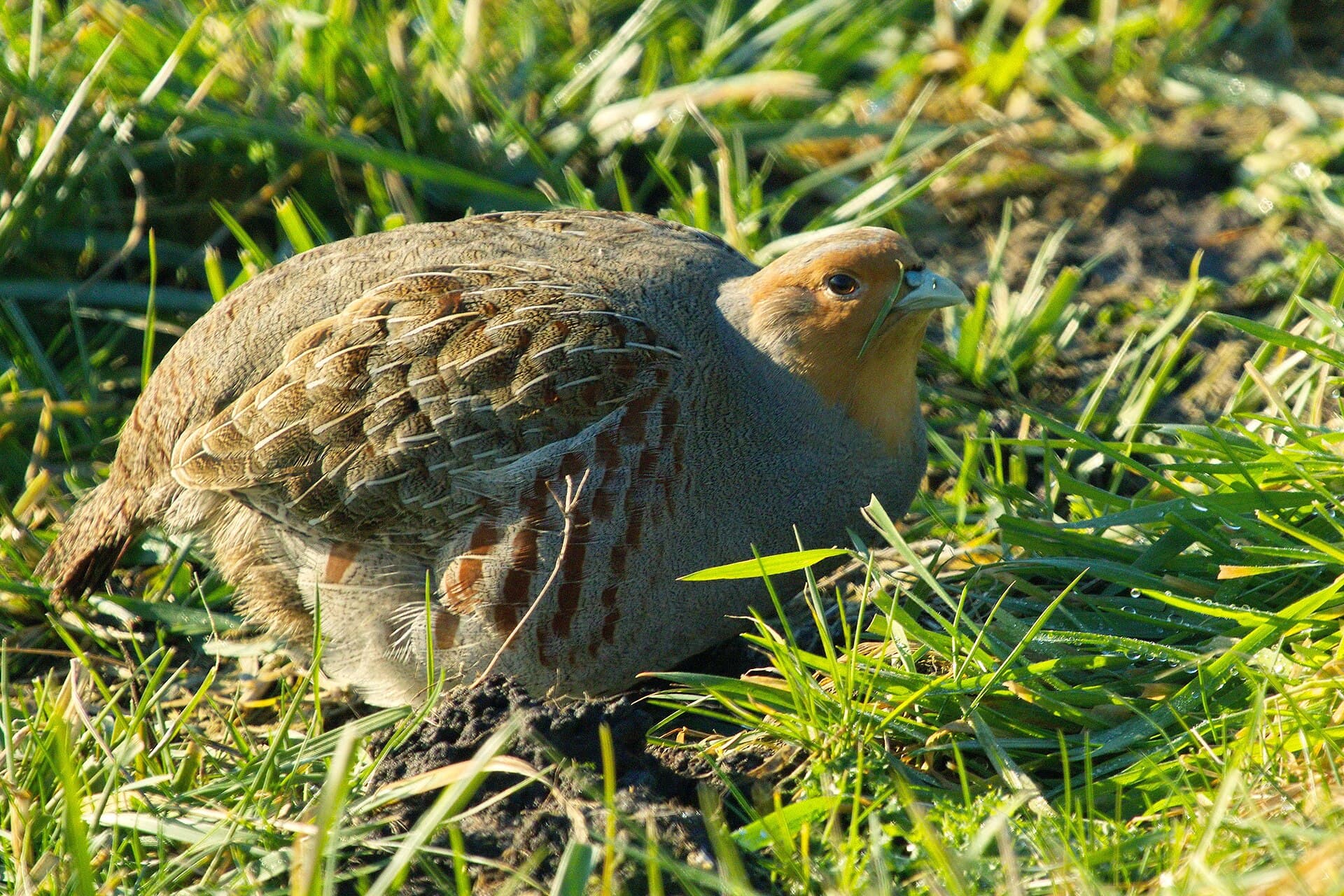Patrijs (Perdix perdix) - Grey Partridge Perdix perdix, Netherlands 1