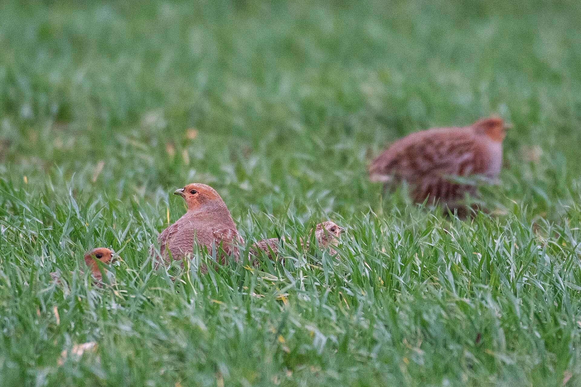 Patrijs (Perdix perdix) - Grey partridge (Perdix perdix) 2022