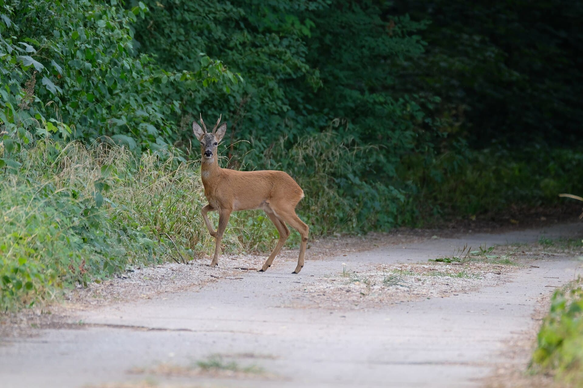 Patrijs (Perdix perdix) - Reh, Naturpark Kühkopf-Knoblochsaue