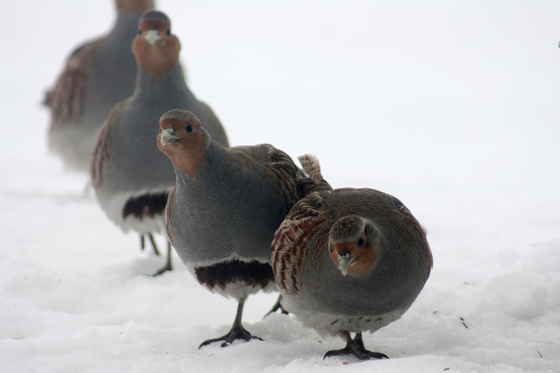 Patrijs (Perdix perdix) - Nurmkanad