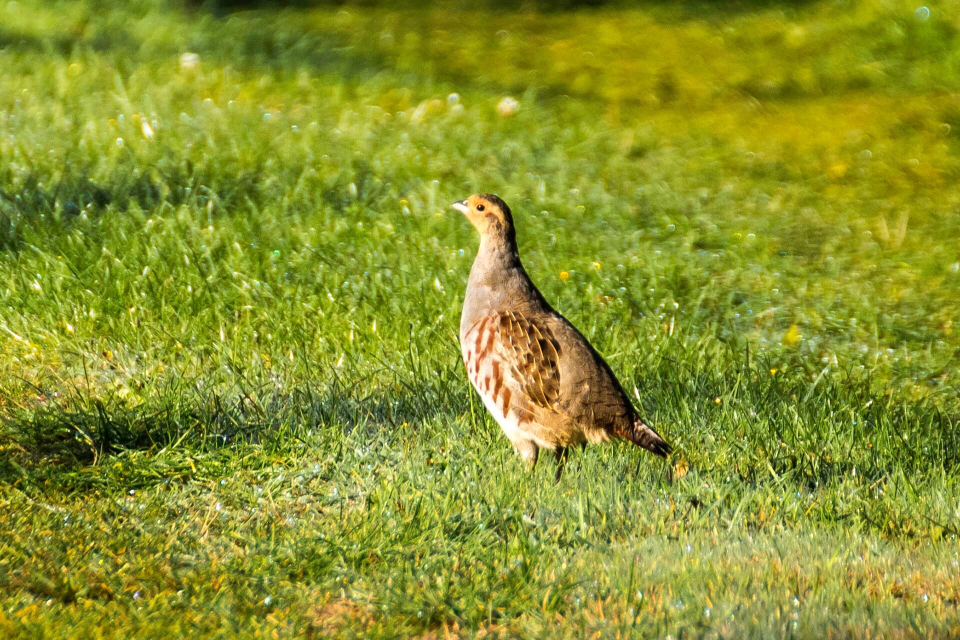 Patrijs (Perdix perdix) - Charrela
