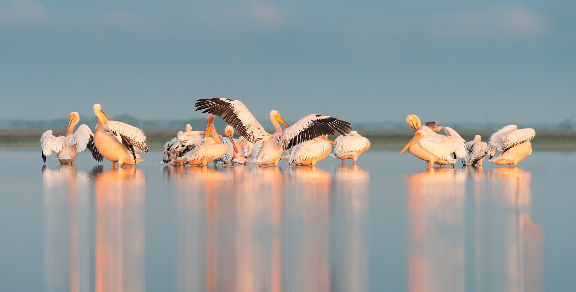 Pelikaan (Pelecanus onocrotalus) - Ранкові процедури у пеліканів