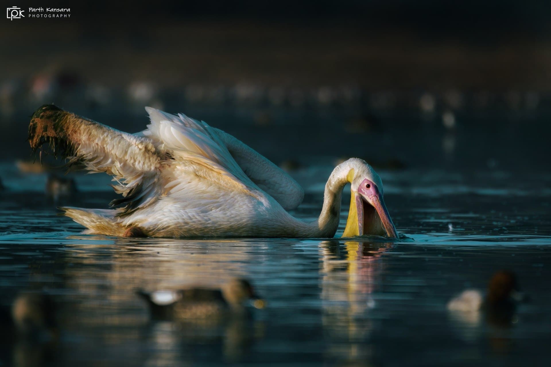 Pelikaan (Pelecanus onocrotalus) - Pelecanus onocrotalus 157171975