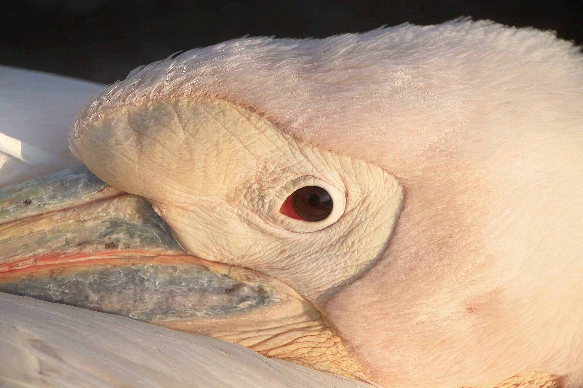 Pelikaan (Pelecanus onocrotalus) - Pelecanus onocrotalus - Zoo Karlsruhe