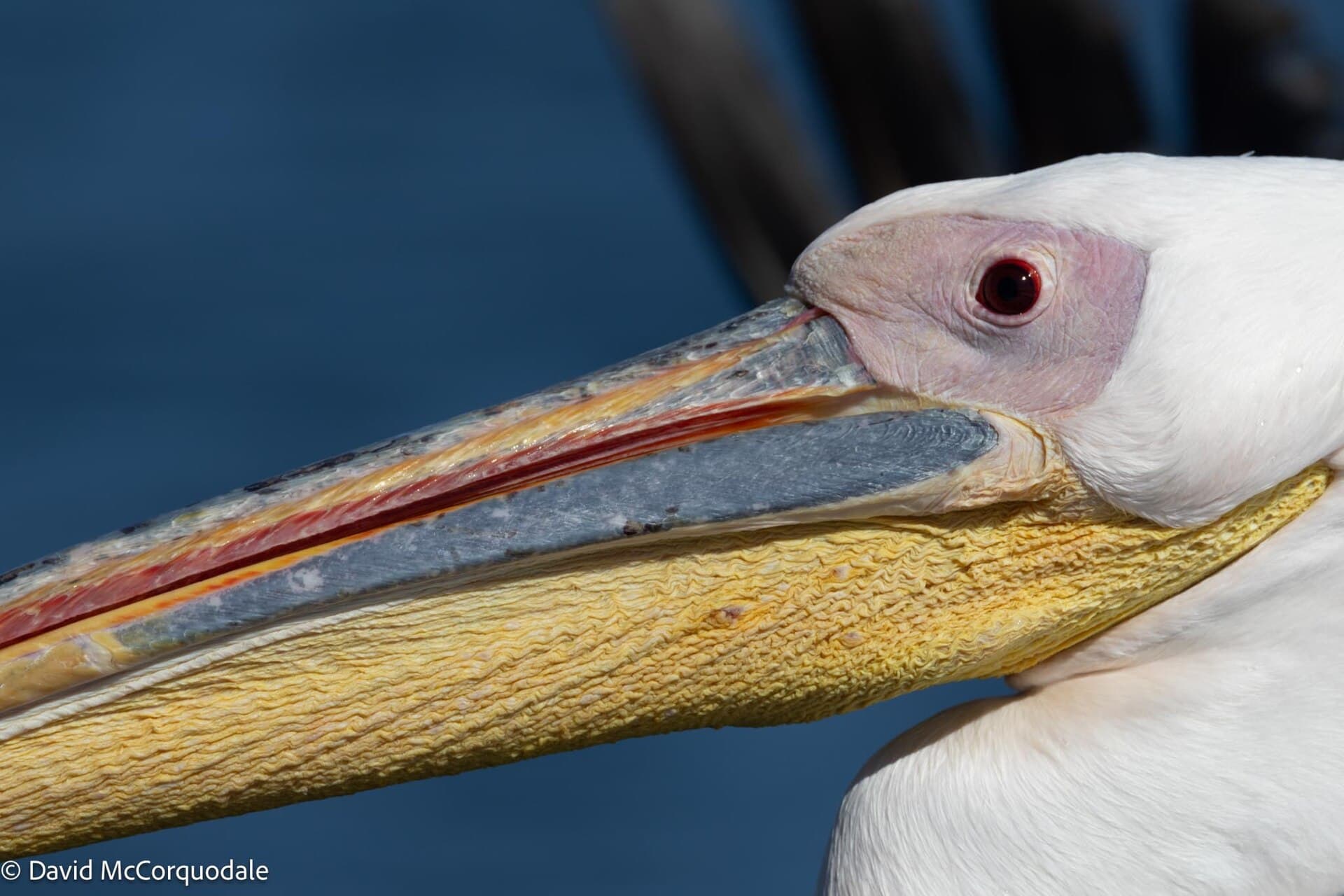 Pelikaan (Pelecanus onocrotalus) - Pelecanus onocrotalus 341964871