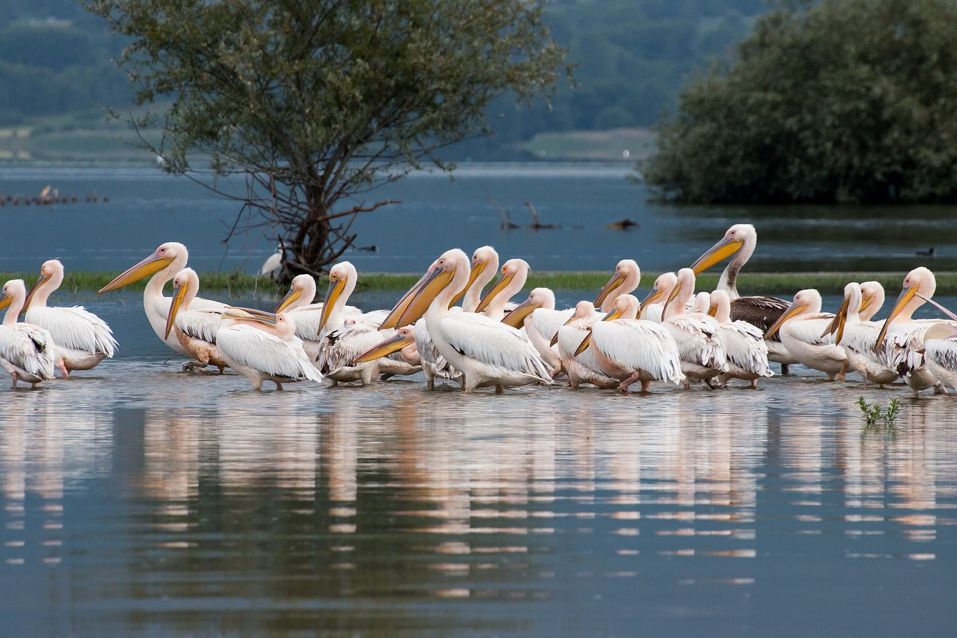 Pelikaan (Pelecanus onocrotalus) - Kerkini lake in May 09