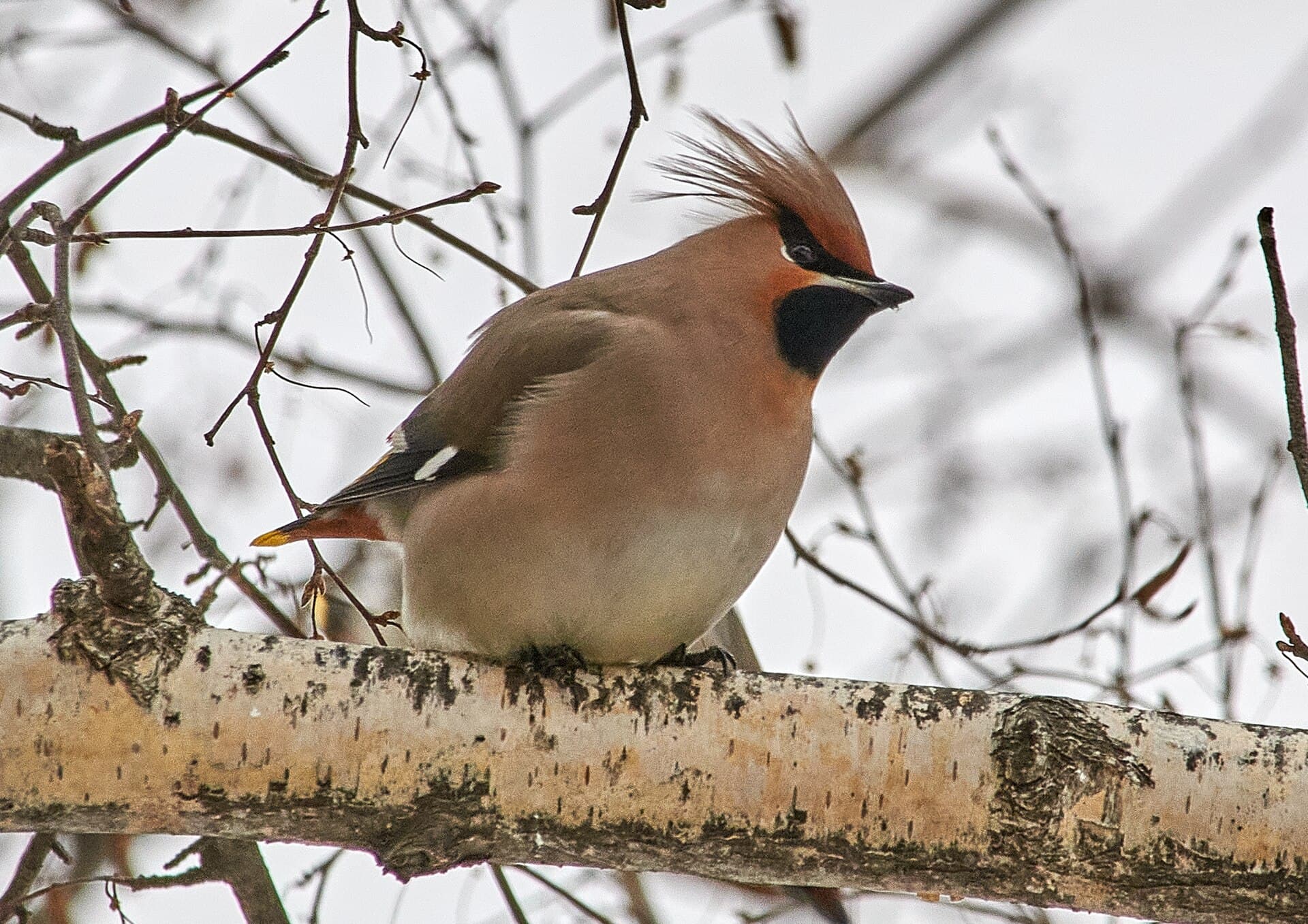 Pestvogel (Bombycilla garrulus) - Bombycilla garrulus - 2011